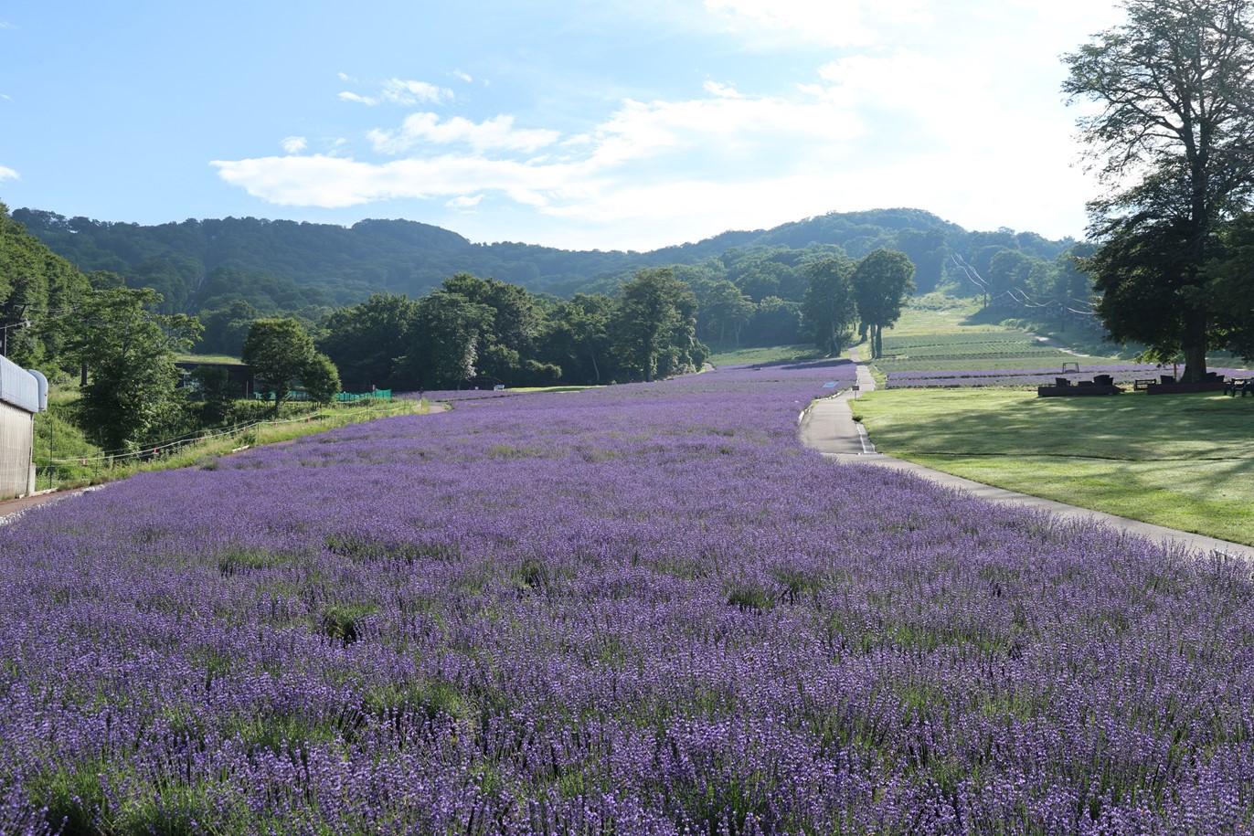たんばらラベンダーパーク