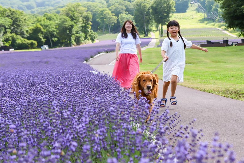 愛犬も歩きやすい舗装路