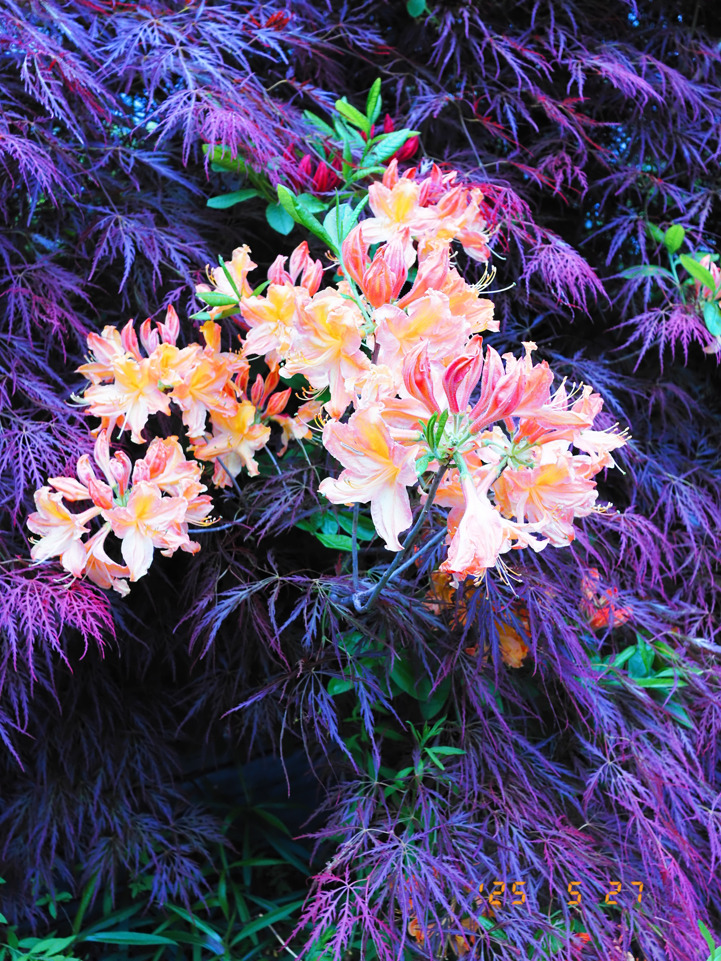 富士フイルム X half（X-HF1）／絞り優先AE（1/280秒、F4.0、±0.0EV）／ISO 200／アドバンストフィルター: ポップカラー