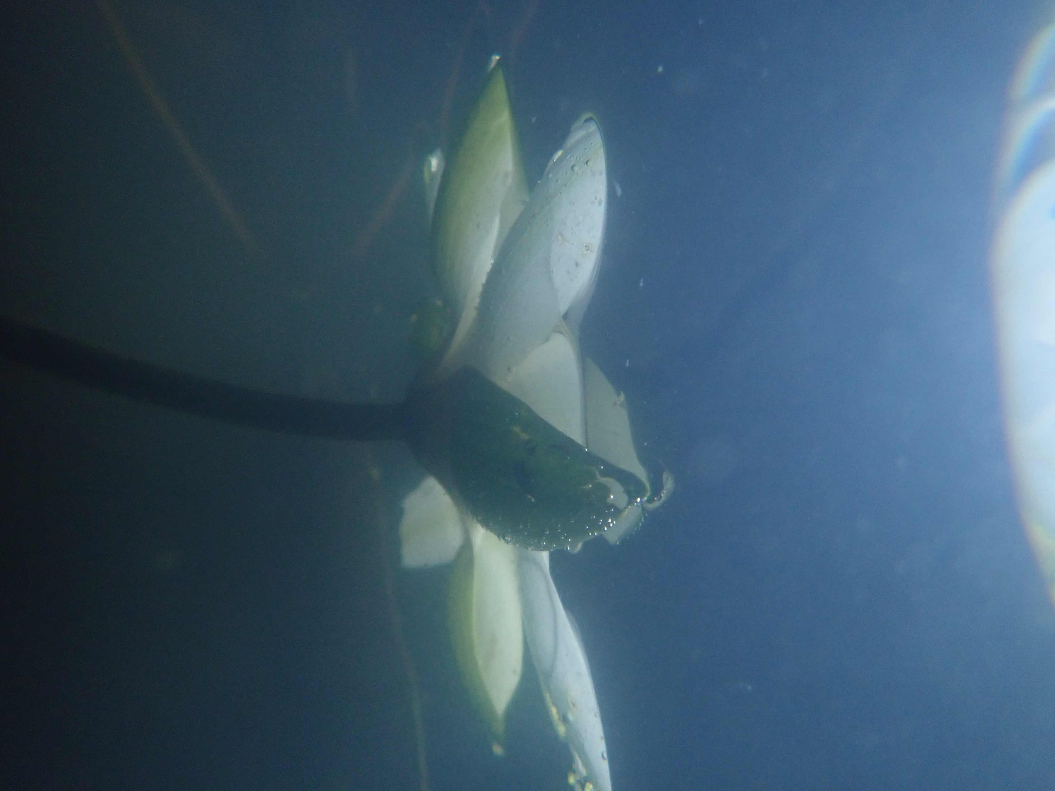 この1枚だけTG-5。睡蓮を水中から見たところ。水中さえも手軽にできちゃう。とはいえお借りしたカメラを使うわけにもいかなかったので自前のTG-5<br>オリンパス TG-5／（1/640秒、F2）／ISO 400