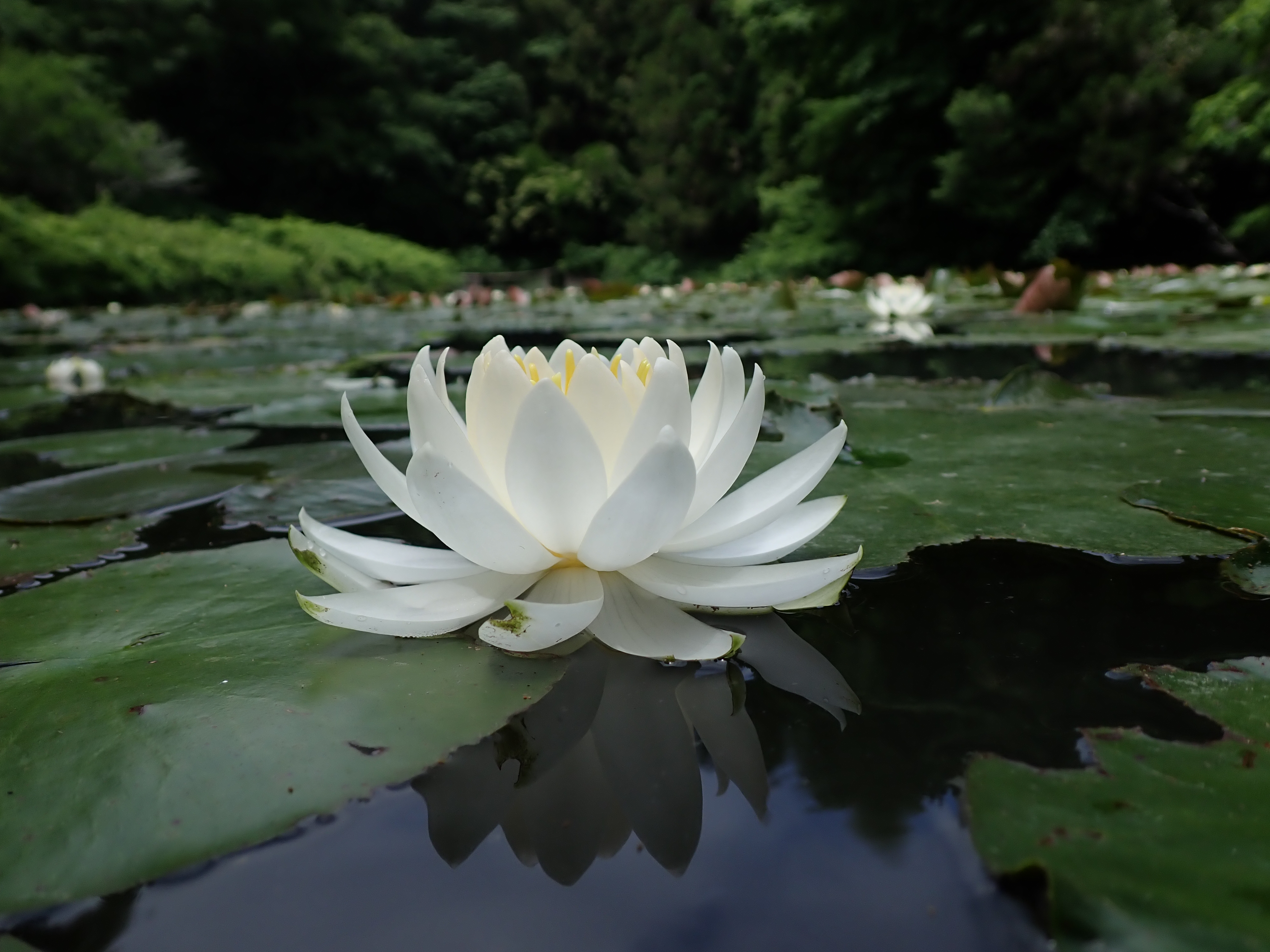 ワイドで水面ぎりぎり。こんな撮影も安心。スマホも防水増えてきたけど、スマホでこういうのはやりたくないねえ。Aモードで絞りはF9と絞り気味だが後ろボケは素直で優しくボケている。これもスマホでは味わえない<br>OM SYSTEM TG-7／（1/125秒、F9）／ISO 100