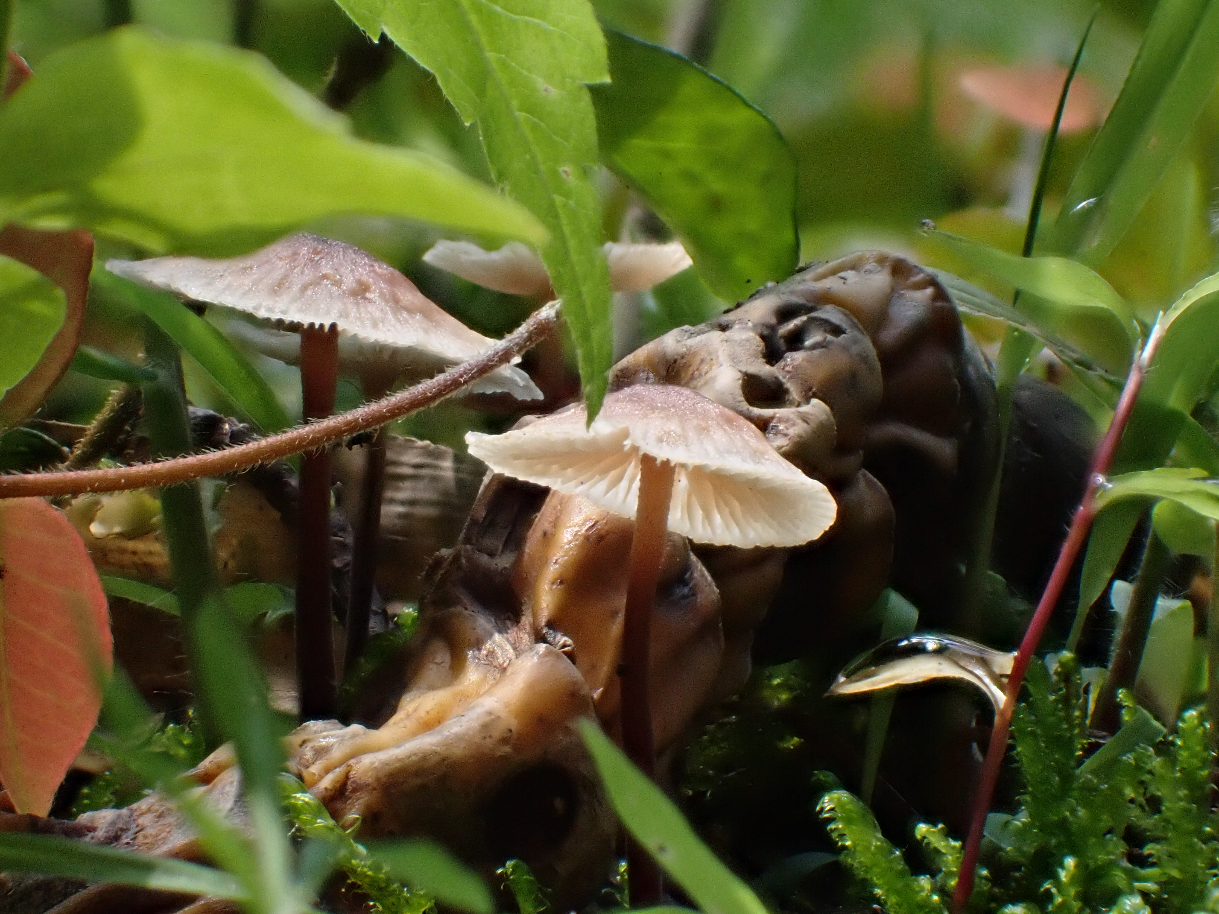 このキノコ、高さは1cmくらい。顕微鏡モードで深度合成を行った。とても自然なピントの変化だ<br>OM SYSTEM TG-7／（1/400秒、F6.3）／ISO 640