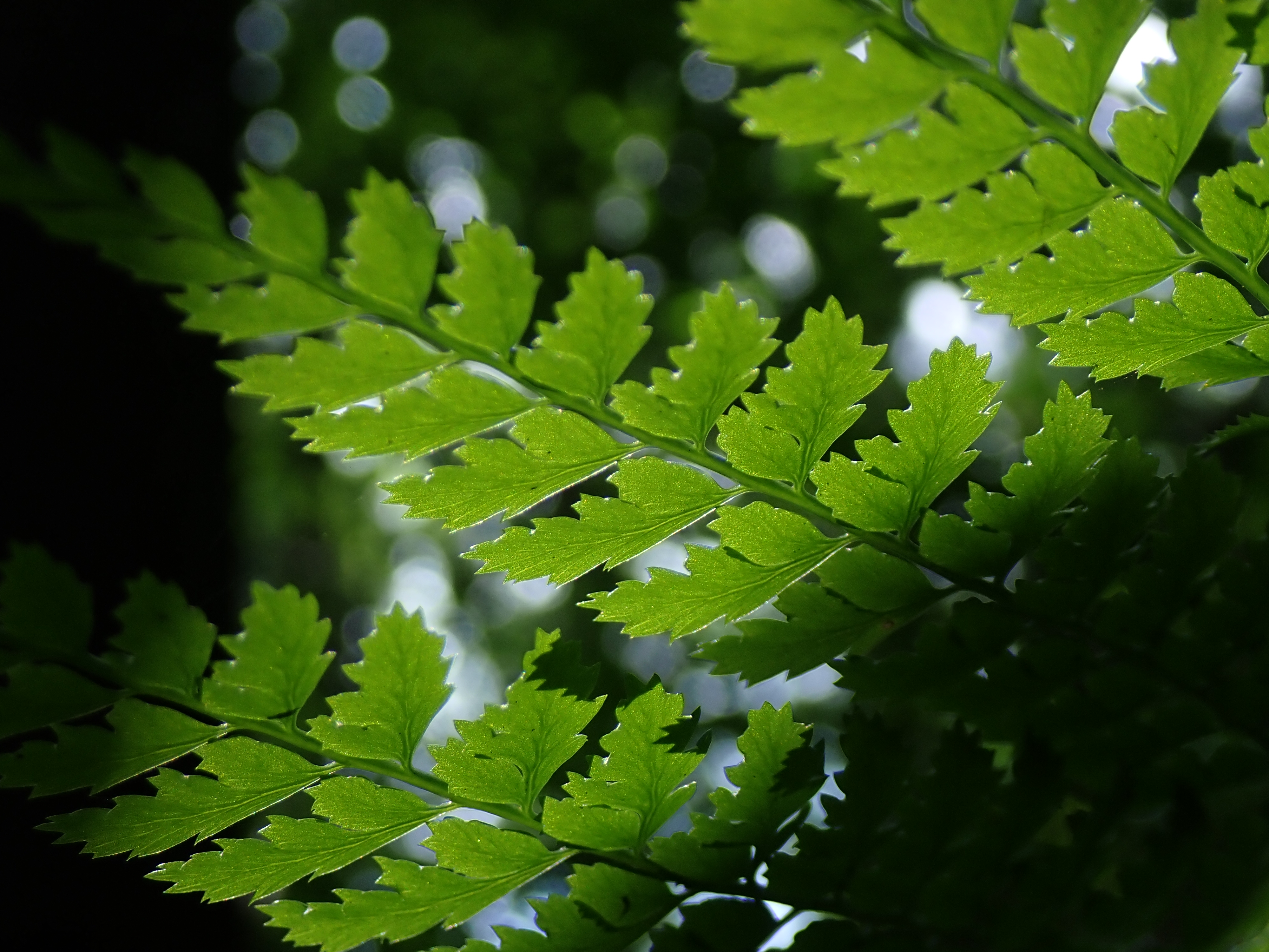 逆光の葉っぱを絞り開放で撮った。エッジに若干の偽色は生まれているものの不自然なエッジにはなっていない。センサーそのものにノイズが少ないことがわかる<br>OM SYSTEM TG-7／（1/100秒、F3.8）／ISO 100