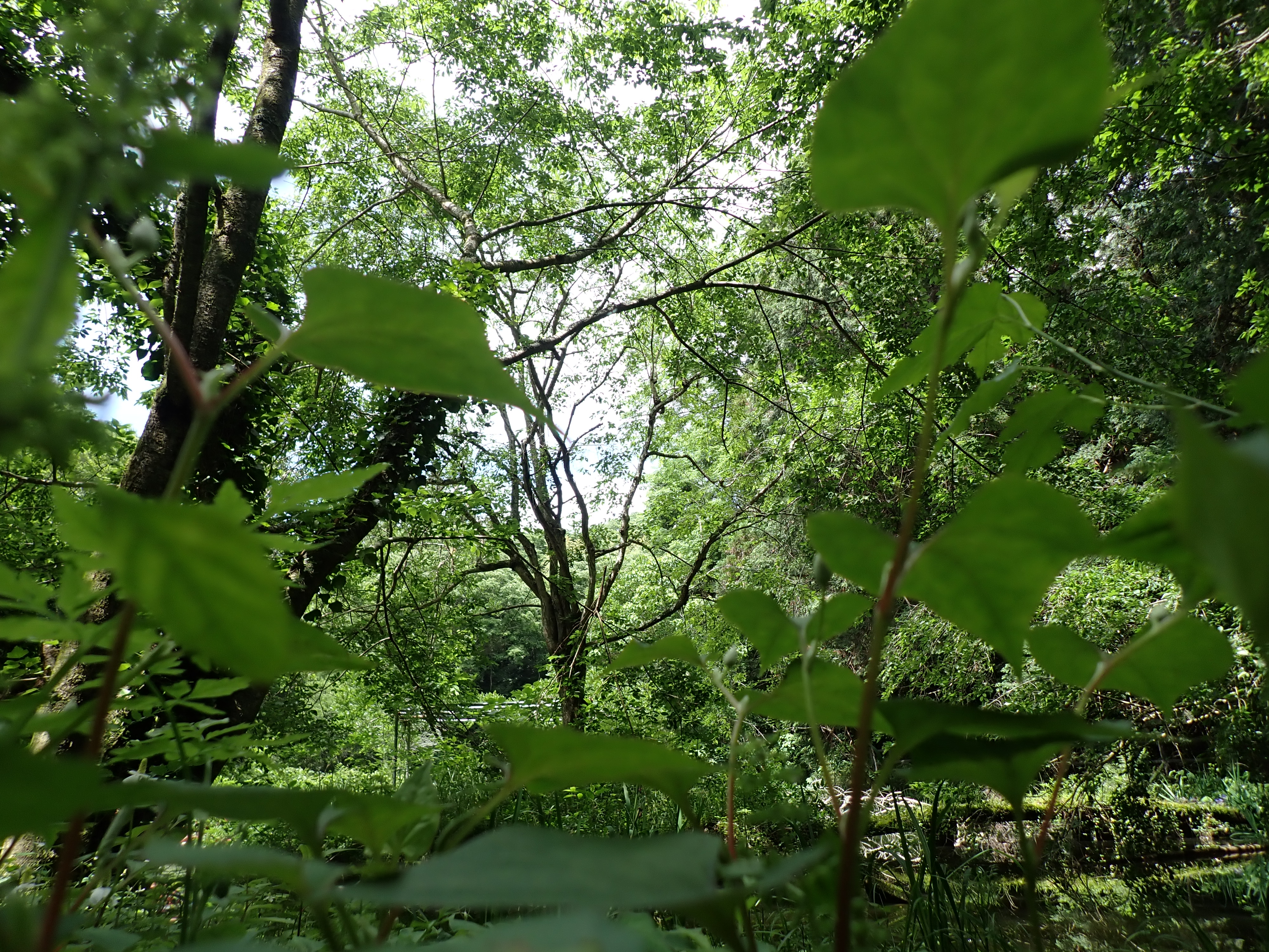 ワイド端ローアングルから森を見る。ワイドズームでは前ボケがガサつくレンズも多い中、前ボケも柔らかく自然<br>OM SYSTEM TG-7／（1/400秒、F2.8）／ISO 100