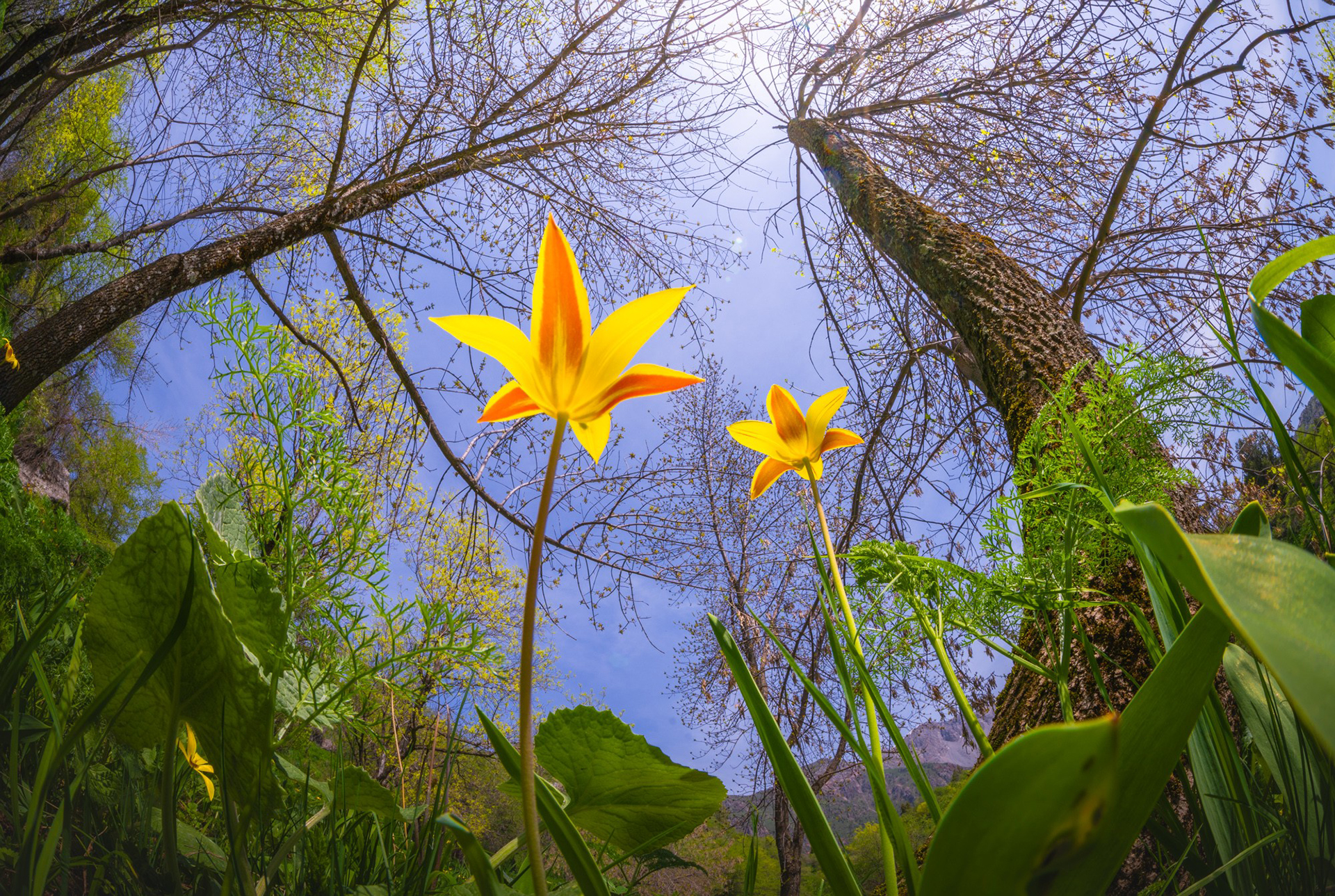 提供：株式会社サイトロンジャパン