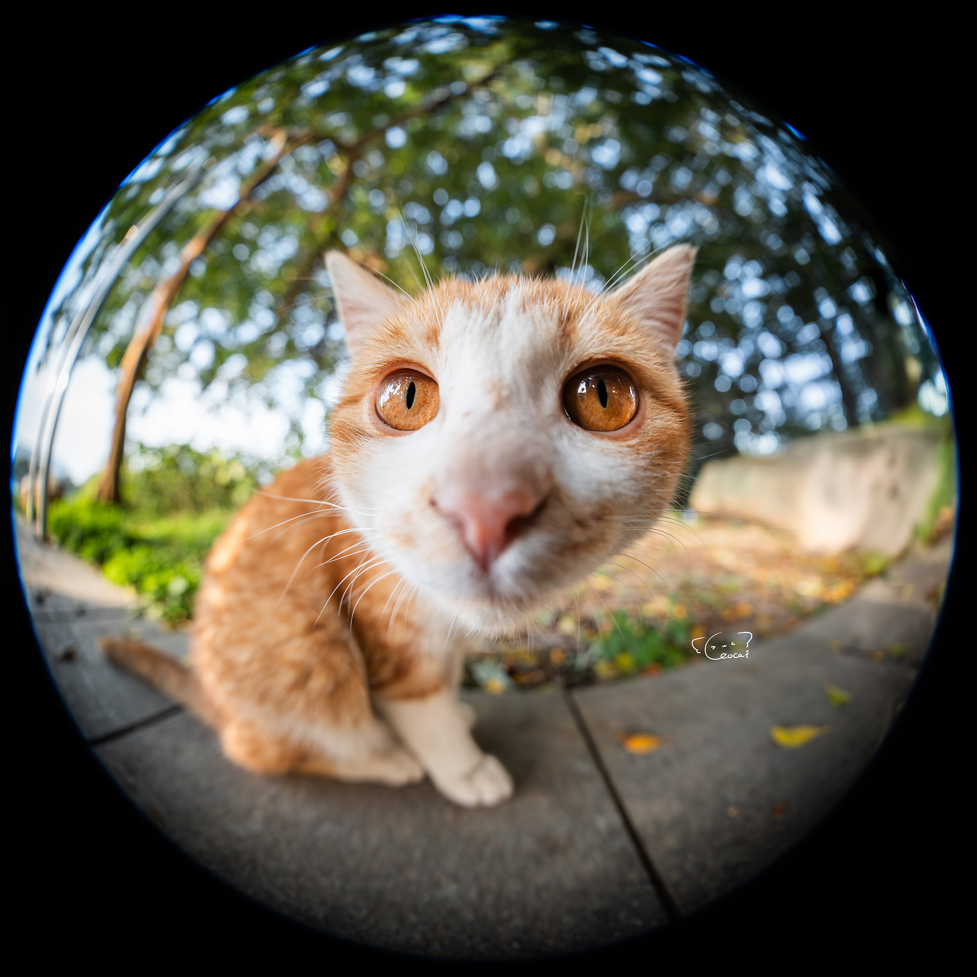 提供：株式会社サイトロンジャパン