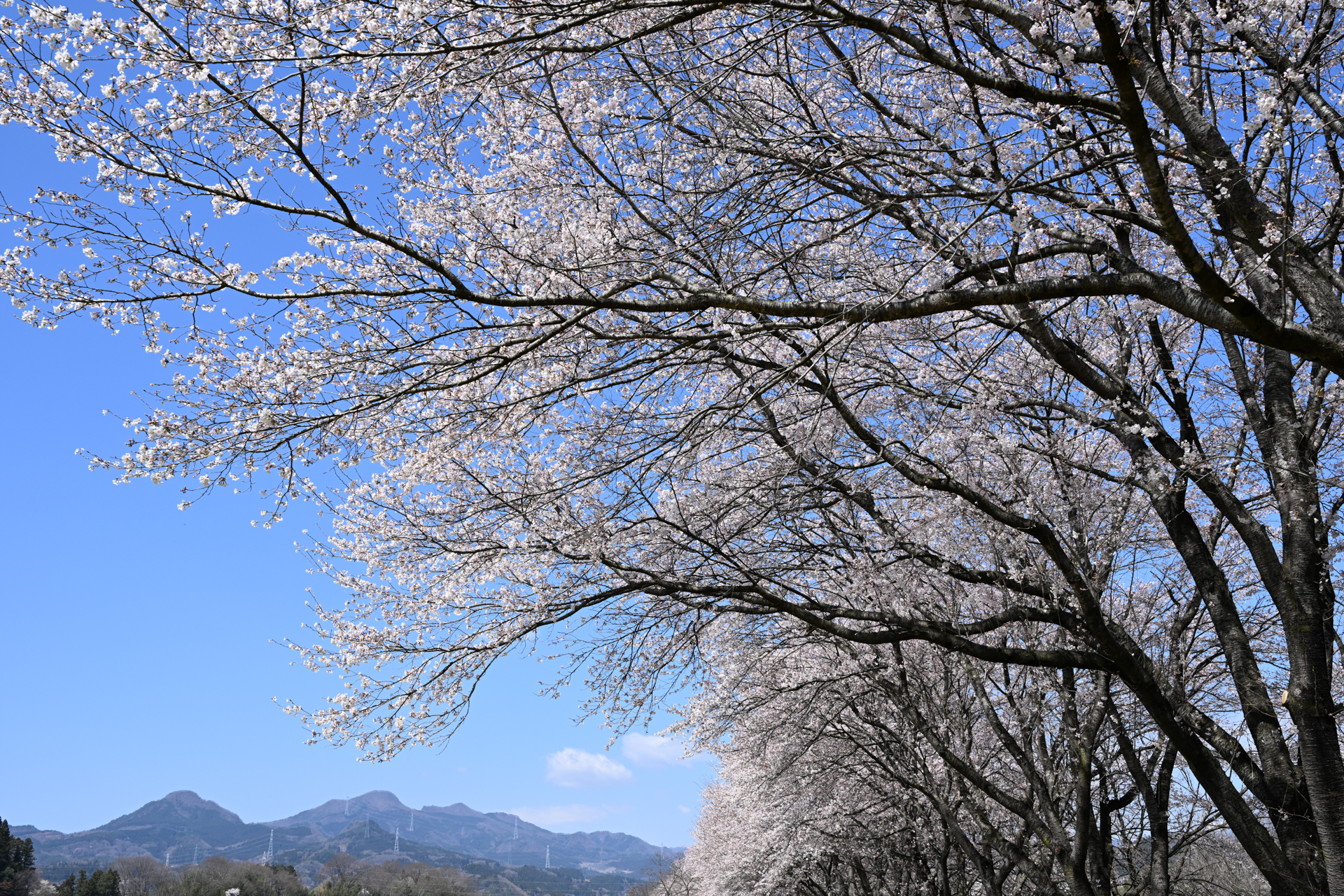 ニコン Z8／NIKKOR Z 35mm f/1.2 S／絞り優先AE（1/250秒、F8.0、＋0.3EV）／ISO 100