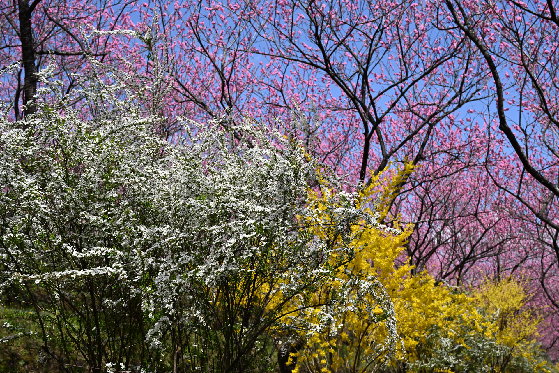 ニコン Z8／NIKKOR Z 35mm f/1.2 S／絞り優先AE（1/250秒、F8.0、±0.0EV）／ISO 100