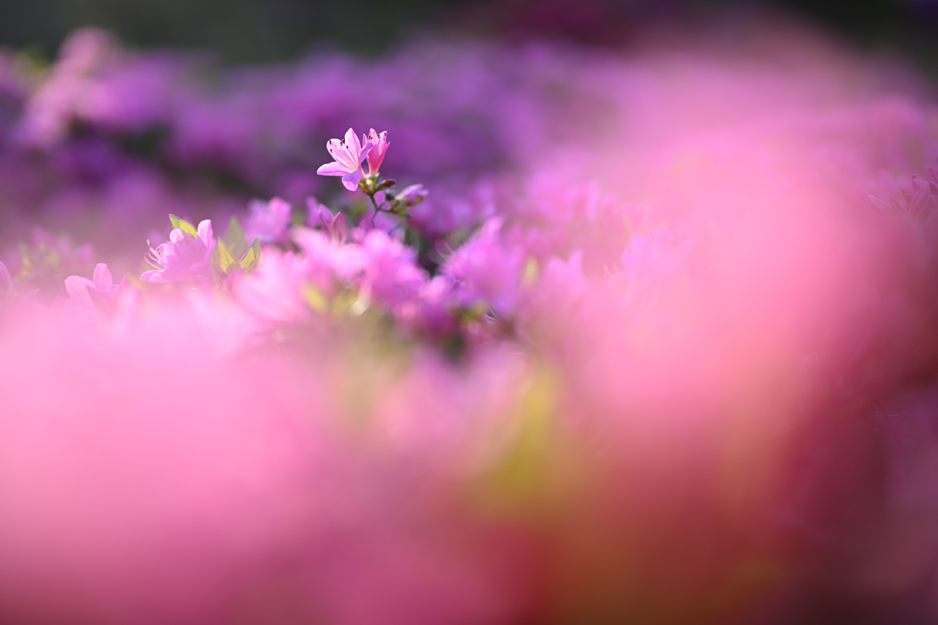 ニコン Z8／NIKKOR Z 35mm f/1.2 S／絞り優先AE（1/1,000秒、F1.2、＋1.0EV）／ISO 100