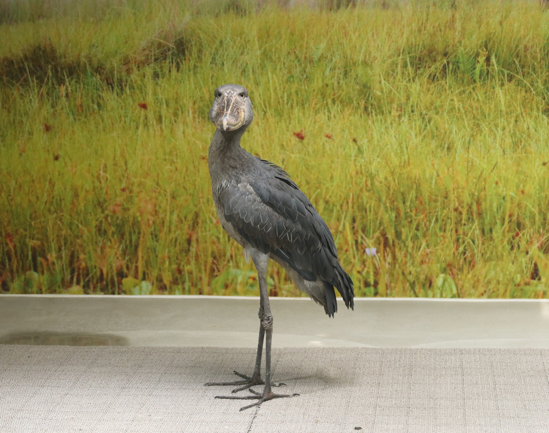 サカラ（オス）