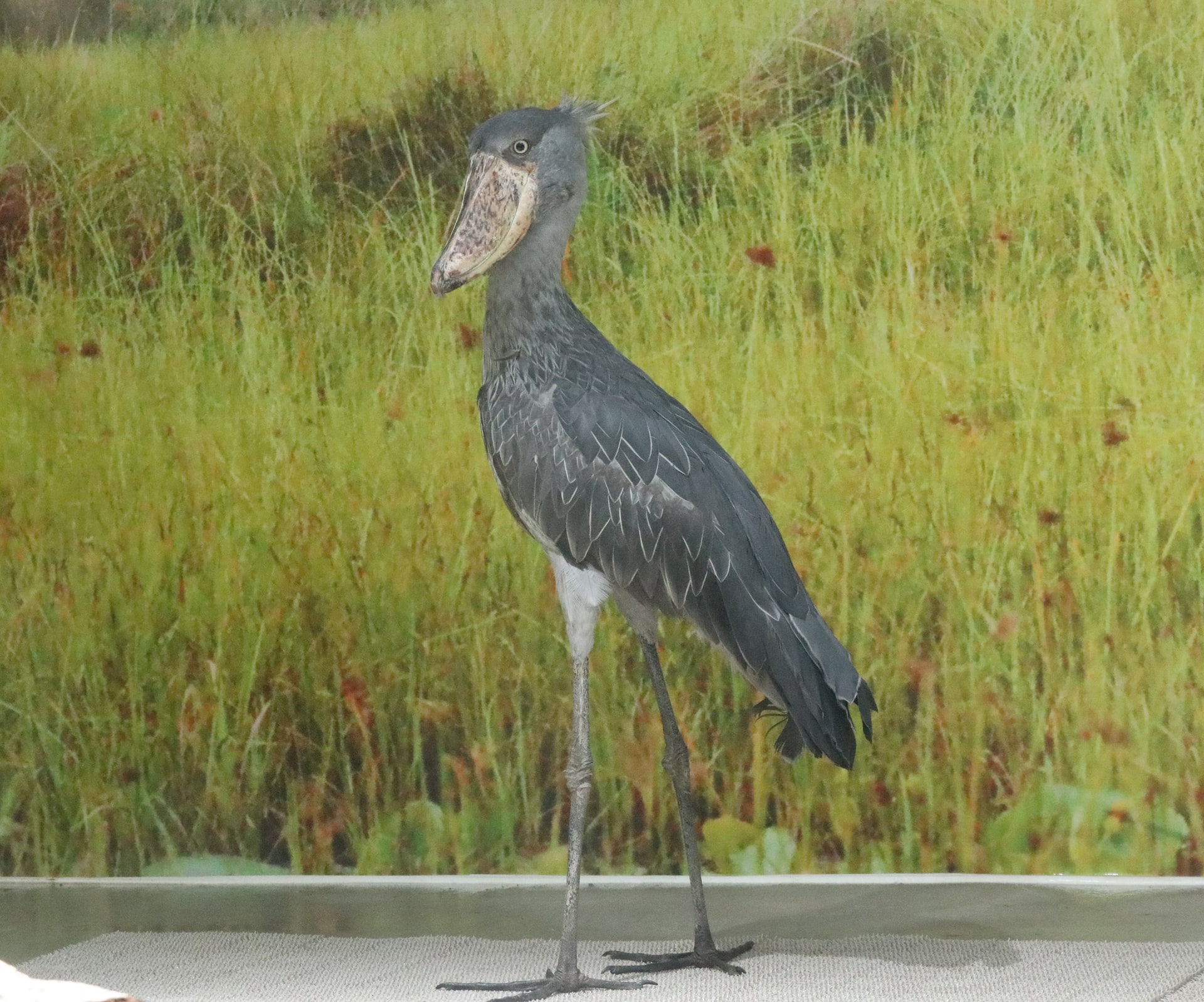 クラル（メス）