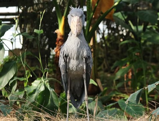 ボンゴ（オス）