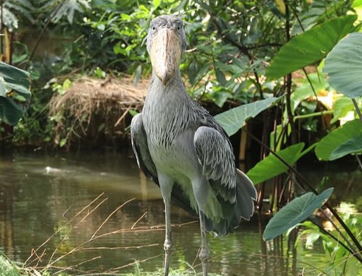 マリンバ（メス）