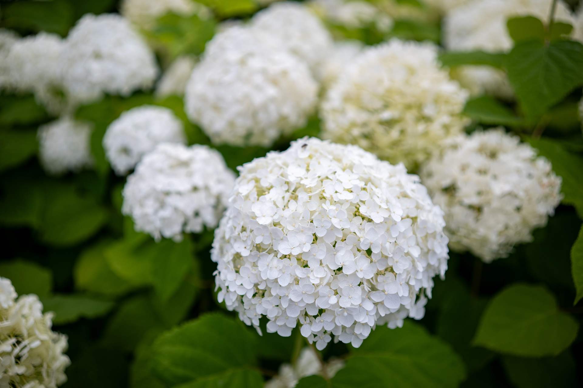 梅雨に雨は降らないのに、妙に紫陽花は元気なので、撮らせてもらいました。よい感じのボケ味ですよねえ。フォーカスはお任せですが、理想的な位置にきちんと合います。<br><span class="fnt-85">シグマ BF／SIGMA 35mm F2 DG DN Contemporary／絞り優先AE（1/8,000秒、F2.2、±0.0EV）／ISO 200</span>