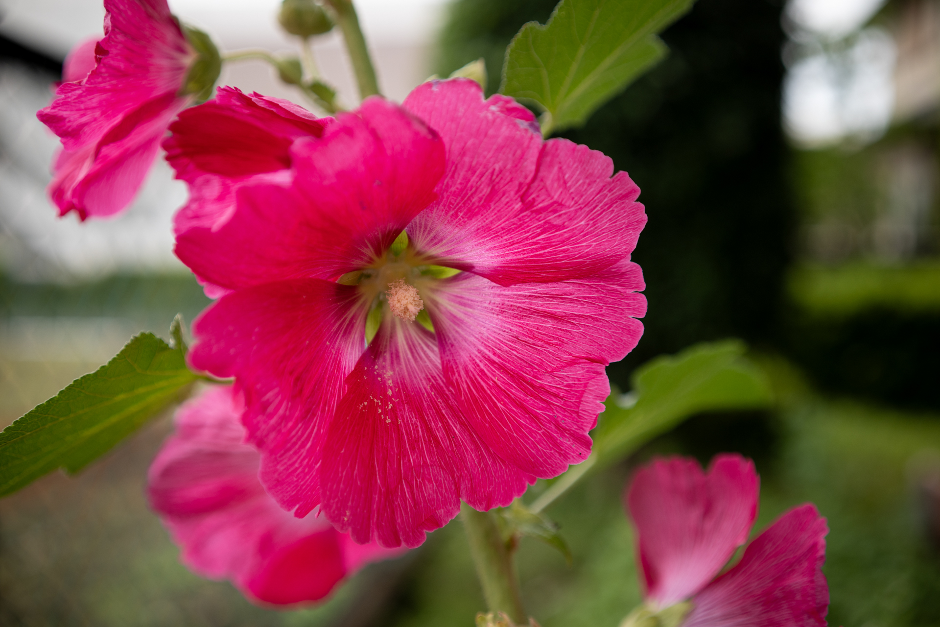 本当は細かいフォーカシングをしたかったのですが、BFにお任せしたらこれくらいはなんでもないとばかり理想のところにフォーカスされるわけであります。<br><span class="fnt-85">シグマ BF／SIGMA 35mm F2 DG DN Contemporary／絞り優先AE（1/1,250秒、F2.8、−0.7EV）／ISO 200</span>