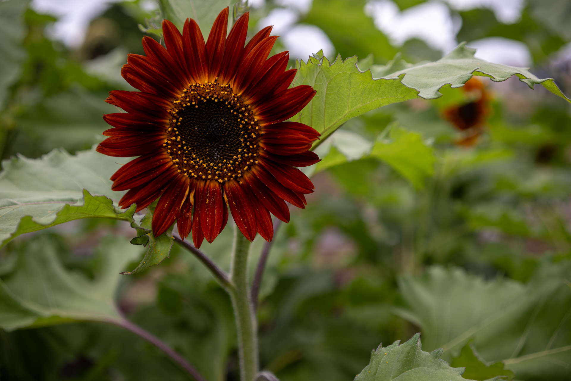 最近はヘンな向日葵があるんですね、ということでカメラを頭の上にささげもって、フォーカスもBFに任せて、適当に何枚かシャッターを切ったうちの1枚という。いいですよね納得いくまで何度でも撮れるのは。<br><span class="fnt-85">シグマ BF／SIGMA 35mm F2 DG DN Contemporary／絞り優先AE（1/2,000秒、F2.8、−0.7EV）／ISO 200</span>