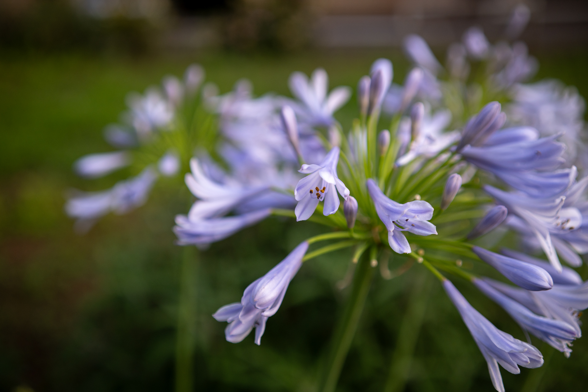 年寄りはヒザが痛いので、ローアングルも苦手です。太もものあたりにBFを押しつけ、シャッターをいくつか押した中の1枚。モニターがチルトくらいしてくれてもいいような気がしますが、滅多に使わないし、デザインを乱してしまうのなら、このままでいいです。<br><span class="fnt-85">シグマ BF／SIGMA 35mm F2 DG DN Contemporary／絞り優先AE（1/800秒、F2.8、−0.7EV）／ISO 400</span>