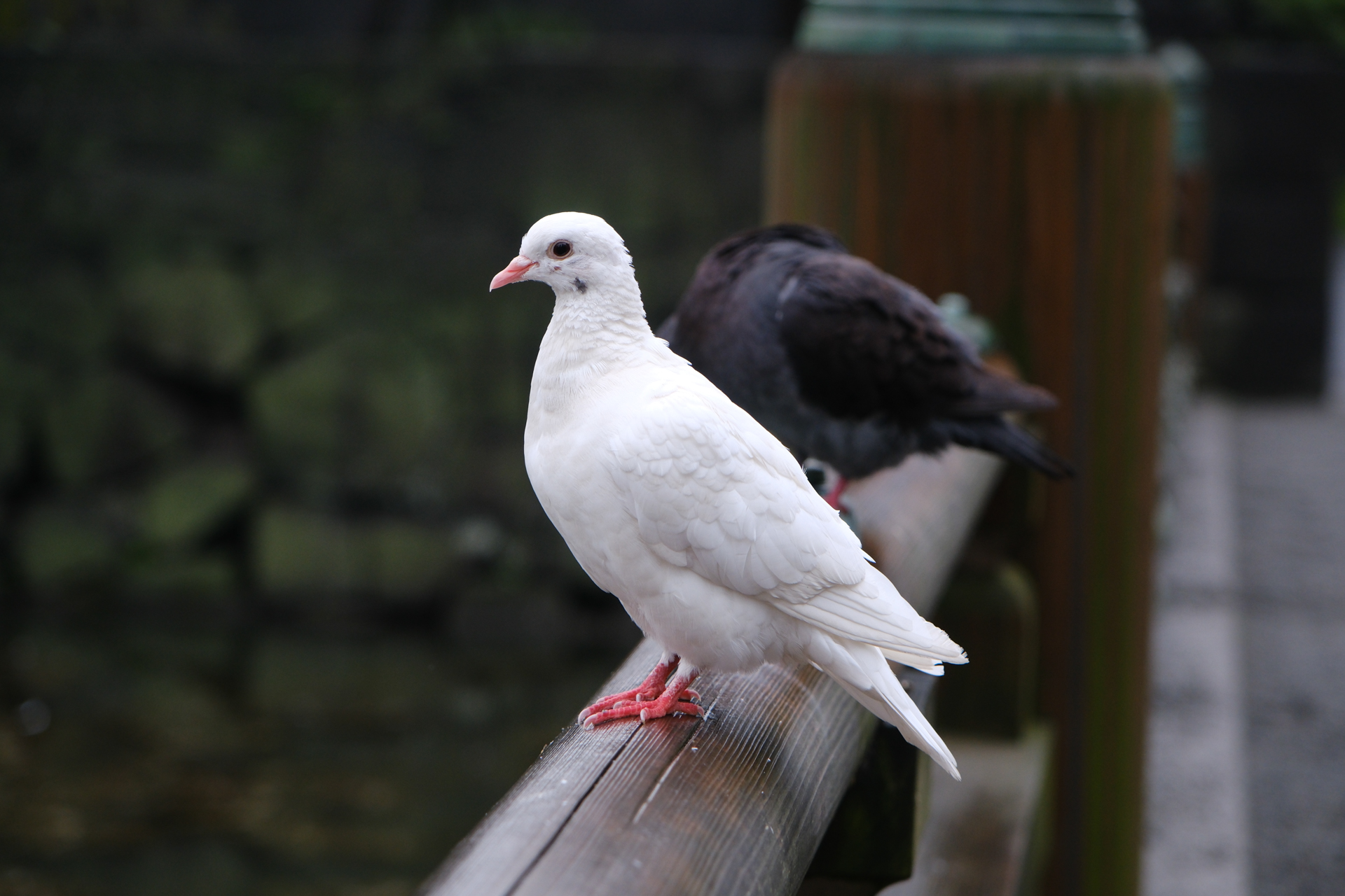 富士フイルム X-E5／XF16-80mmF4 R OIS WR／80mm（120mm相当）／絞り優先AE（1/80秒、F4.5、−1EV）／ISO 800