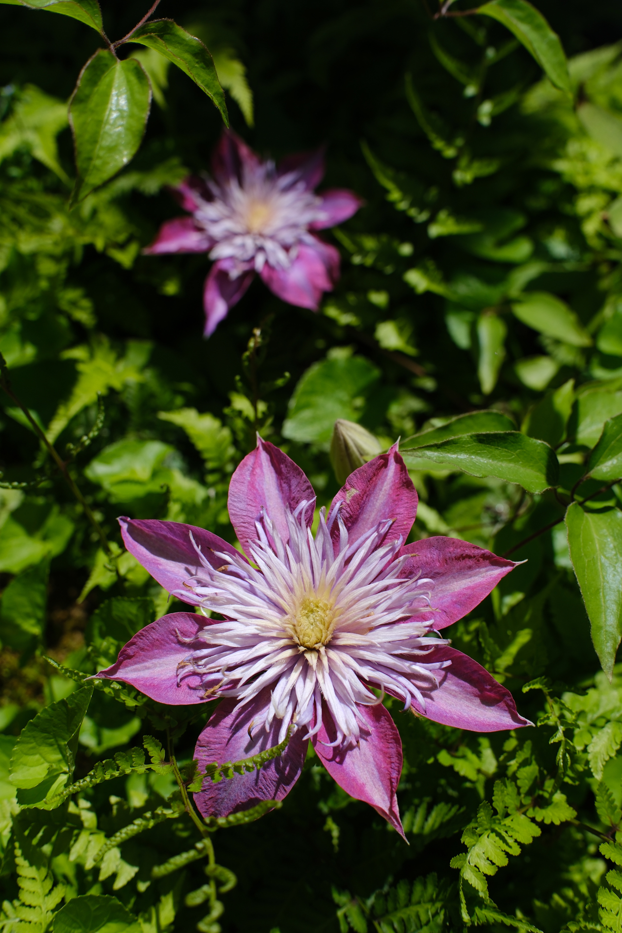 富士フイルム X-H2S／Viltrox AF 25mm F1.7 AIR／25mm（38mm相当）／絞り優先AE（1/1,800秒、F4.0、−0.3EV）／ISO 160