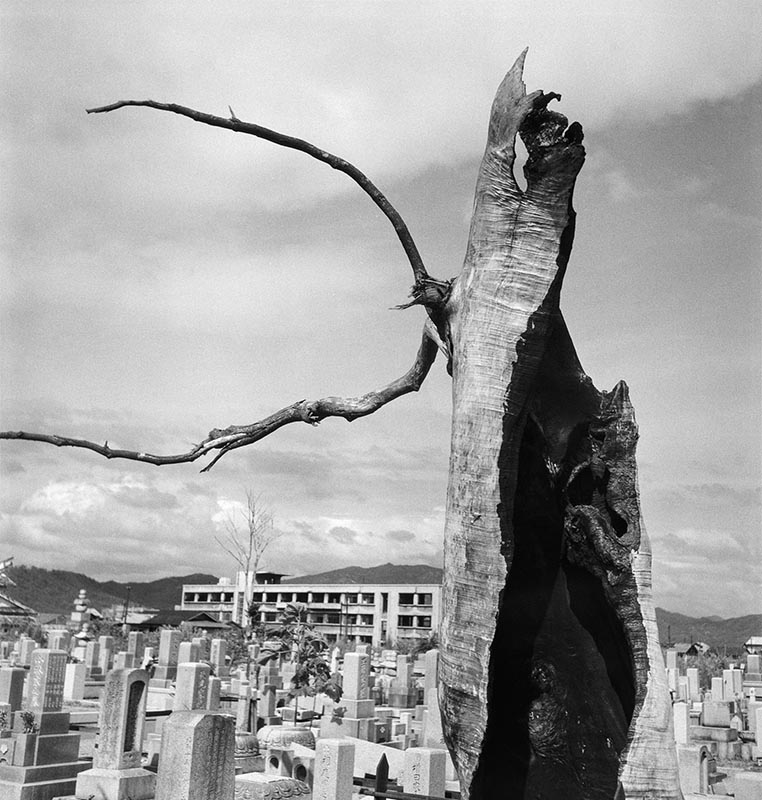 撮影者：吉田潤<br>撮影年：不明<br>撮影地：広島県<br>タイトル：引き裂かれた巨木に刻まれた原爆の爪痕<br>所蔵：写真保存センター