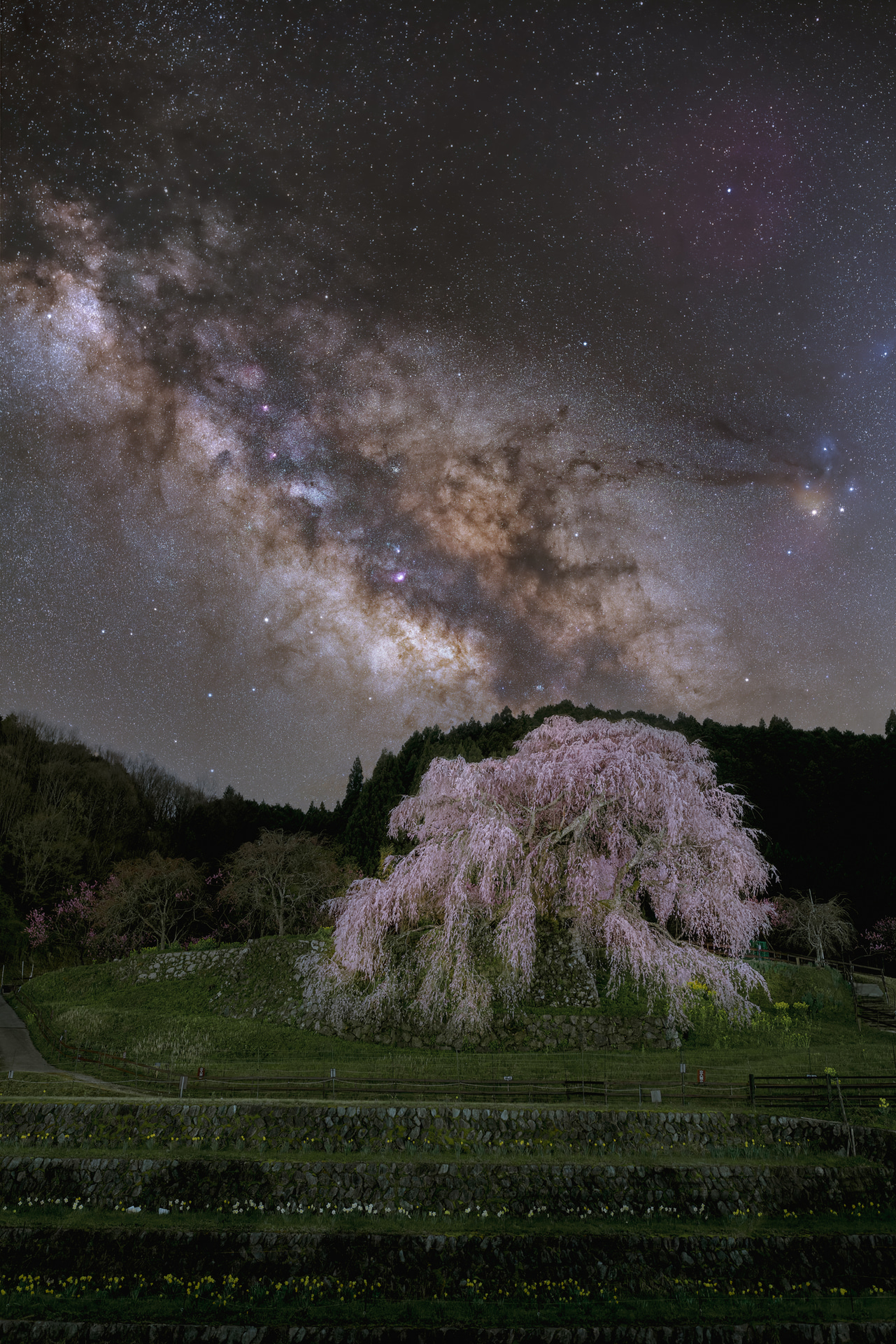 奈良県宇陀市にたたずむ又兵衛桜と天の川を1枚の写真に収めた。幹周はおよそ3m、高さ13mを誇る見事な枝垂れ桜で、樹齢300年とも言われる。静かに咲き誇るその姿には、時を超えて受け継がれる生命の力にロマンを感じる<br><span class="fnt-85">ソニー α7R V／シグマ 28mm F1.4 DG HSM｜Art／28mm／マニュアル露出／WB：オート<br>星空（F2.8、90秒、ISO 2500）<br>地上（F2.8、15秒、ISO 6400）</span>