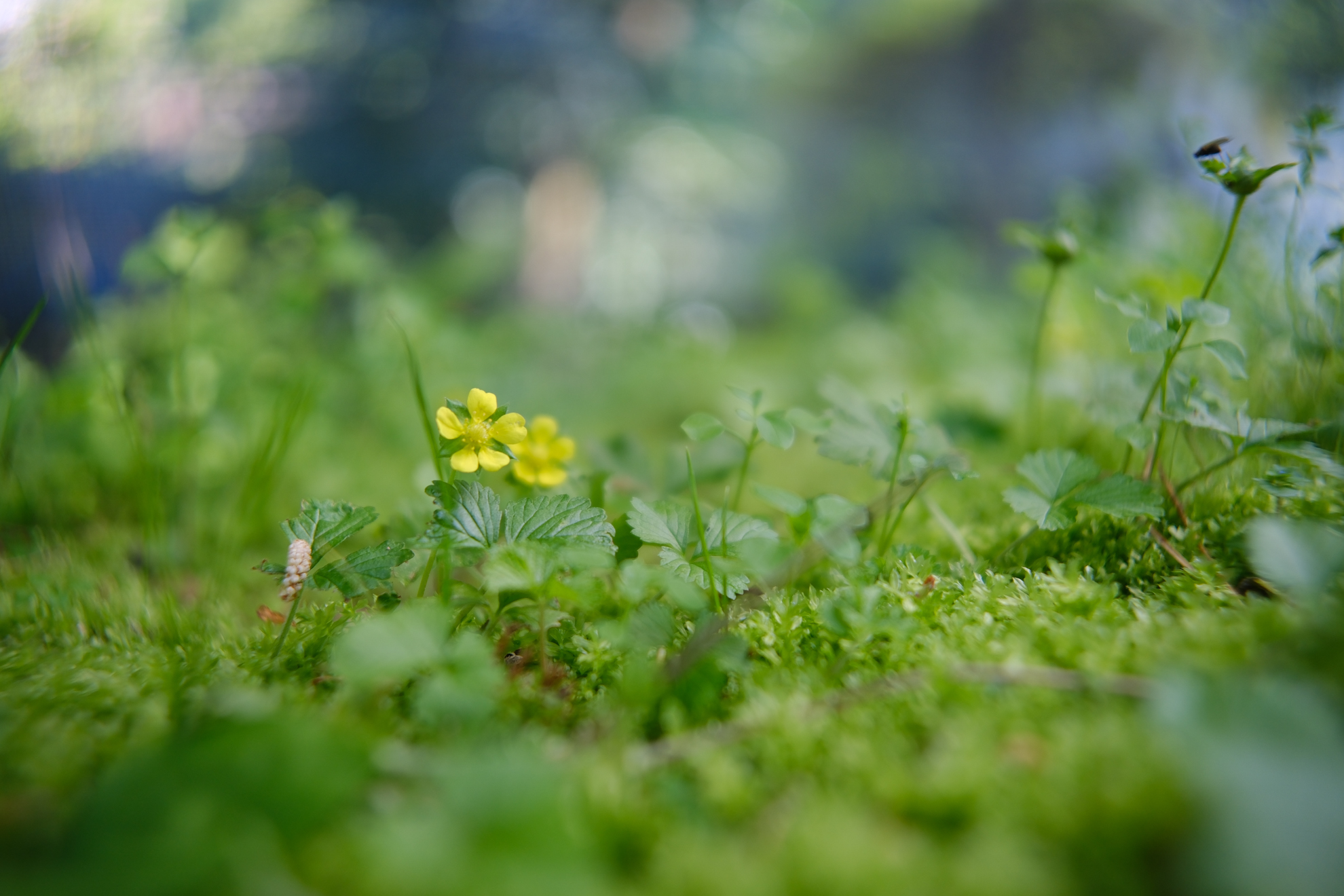 富士フイルム X-H2S／TTArtisan AF 23mm F1.8／23mm（35mm相当）／絞り優先AE（1/200秒、F1.8、＋0.3EV）／ISO 160