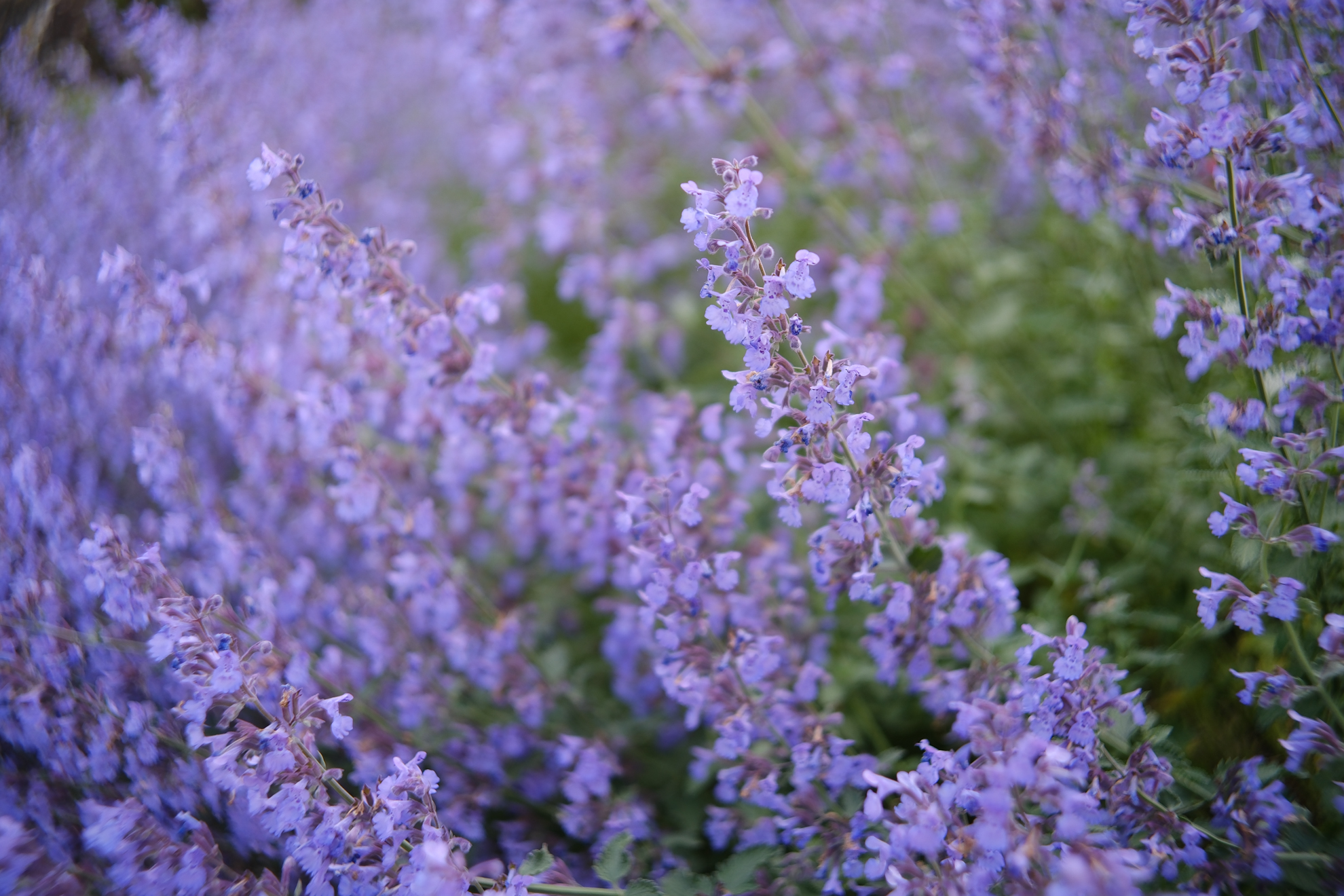 富士フイルム X-H2S／TTArtisan AF 23mm F1.8／23mm（35mm相当）／絞り優先AE（1/450秒、F1.8、＋0.3EV）／ISO 160