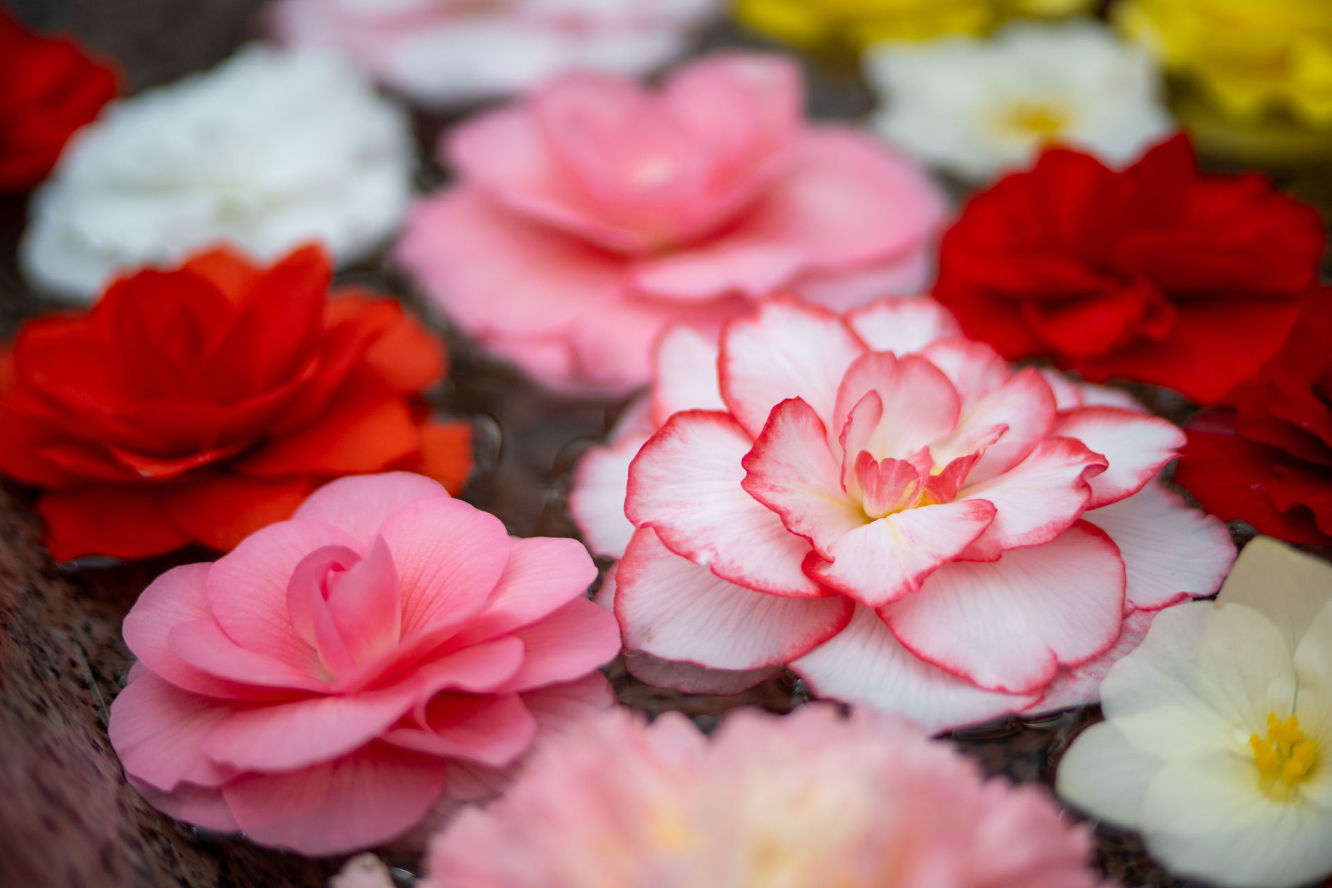 <span class="fnt-85">ソニー α7CR／PORTRAIT HELIAR 75mm F1.8／絞り優先AE（1/2,500秒、F1.8、＋0.3EV）／ISO 400</span>