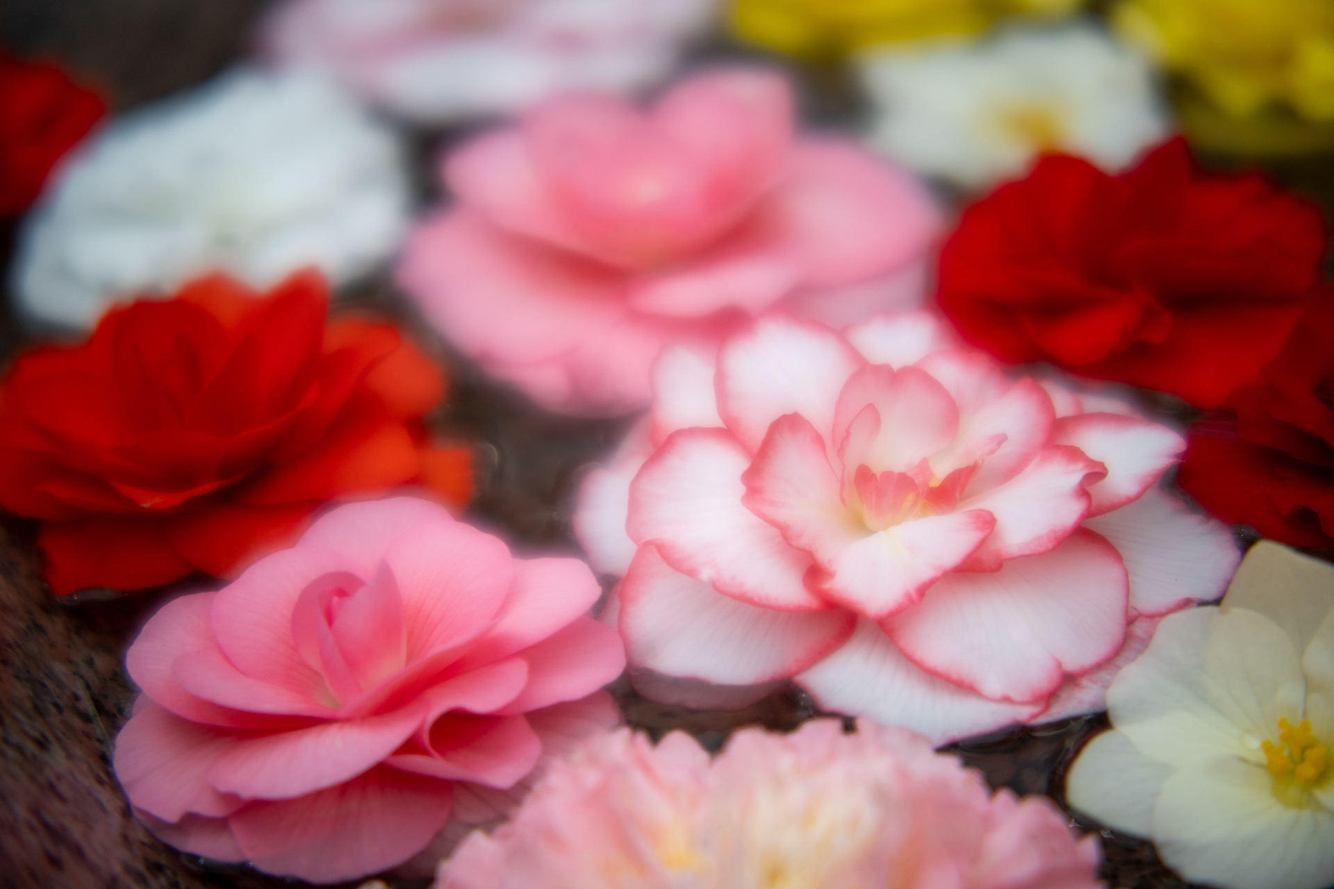 <span class="fnt-85">ソニー α7CR／PORTRAIT HELIAR 75mm F1.8／絞り優先AE（1/3,200秒、F1.8、＋0.3EV）／ISO 400</span>