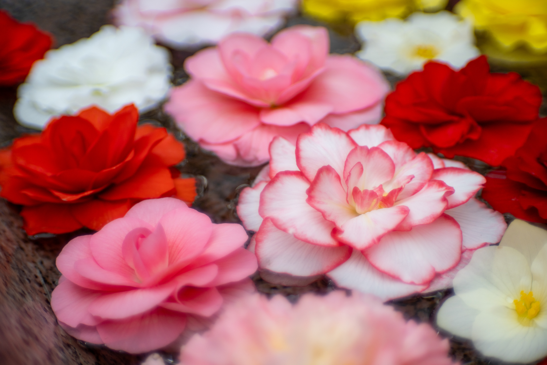 <span class="fnt-85">ソニー α7CR／PORTRAIT HELIAR 75mm F1.8／絞り優先AE（1/2,500秒、F1.8、＋0.3EV）／ISO 400</span>