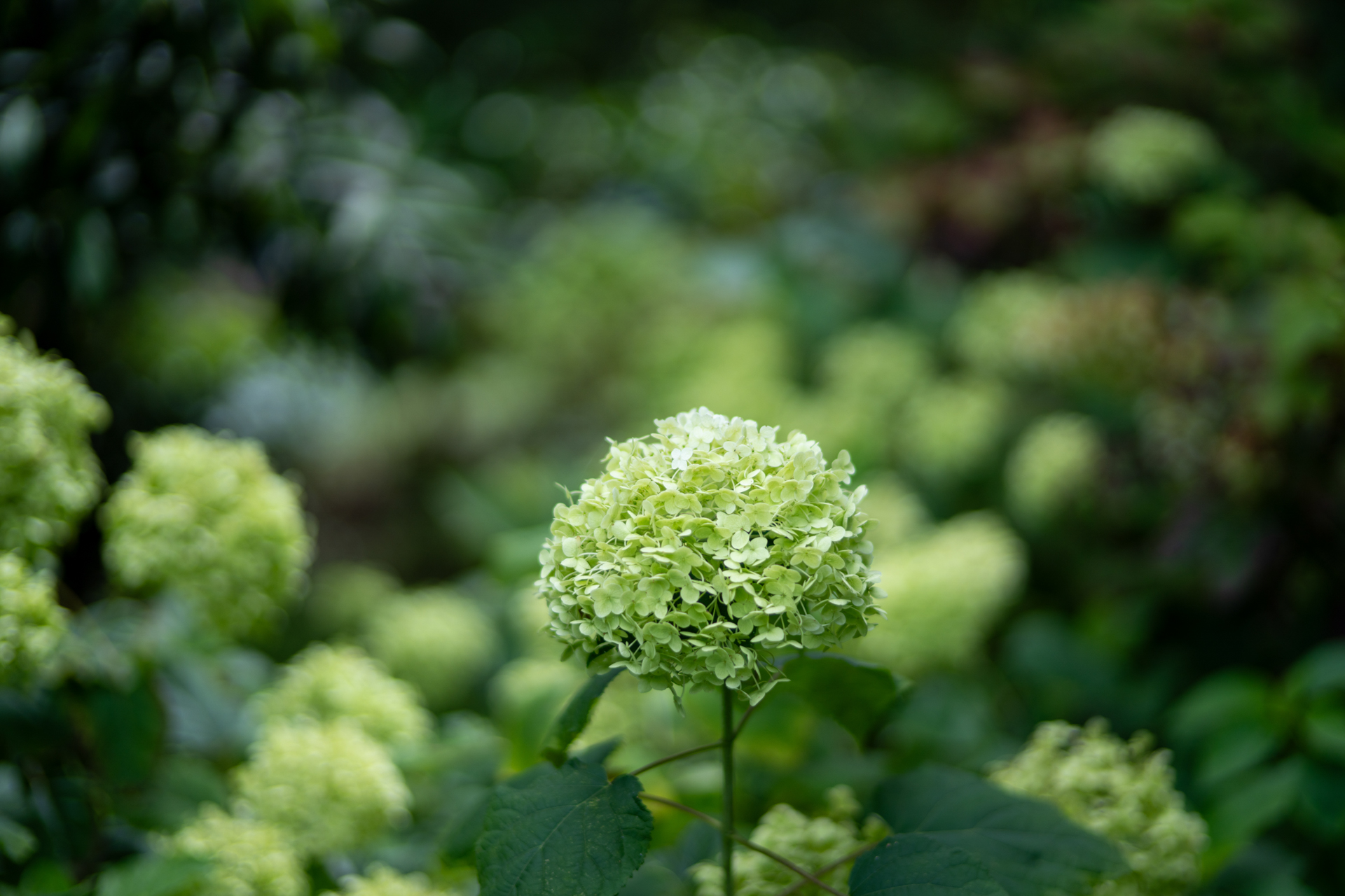 <span class="fnt-85">ソニー α7CR／PORTRAIT HELIAR 75mm F1.8／絞り優先AE（1/1,600秒、F1.8、−1EV）／ISO 100</span>