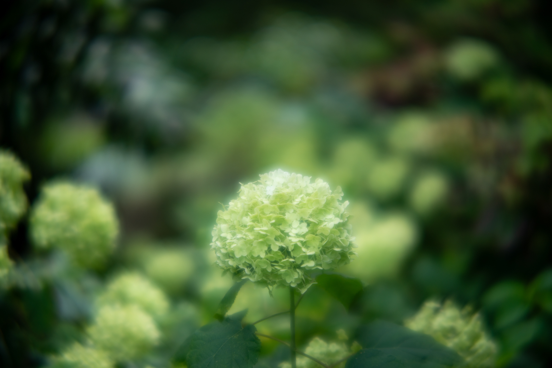 <span class="fnt-85">ソニー α7CR／PORTRAIT HELIAR 75mm F1.8／絞り優先AE（1/1,600秒、F1.8、−1EV）／ISO 100</span>