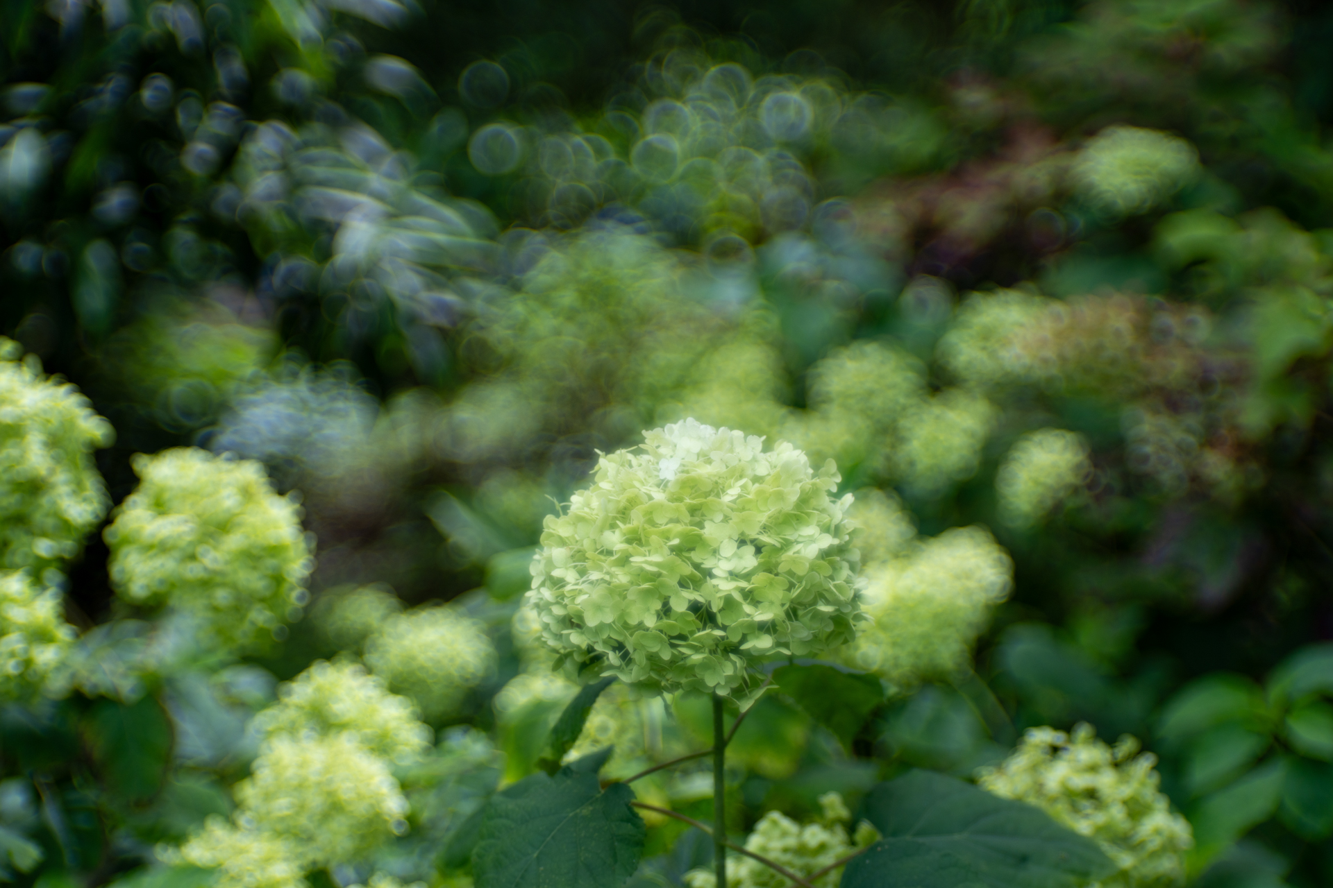 <span class="fnt-85">ソニー α7CR／PORTRAIT HELIAR 75mm F1.8／絞り優先AE（1/1,250秒、F1.8、−1EV）／ISO 100</span>