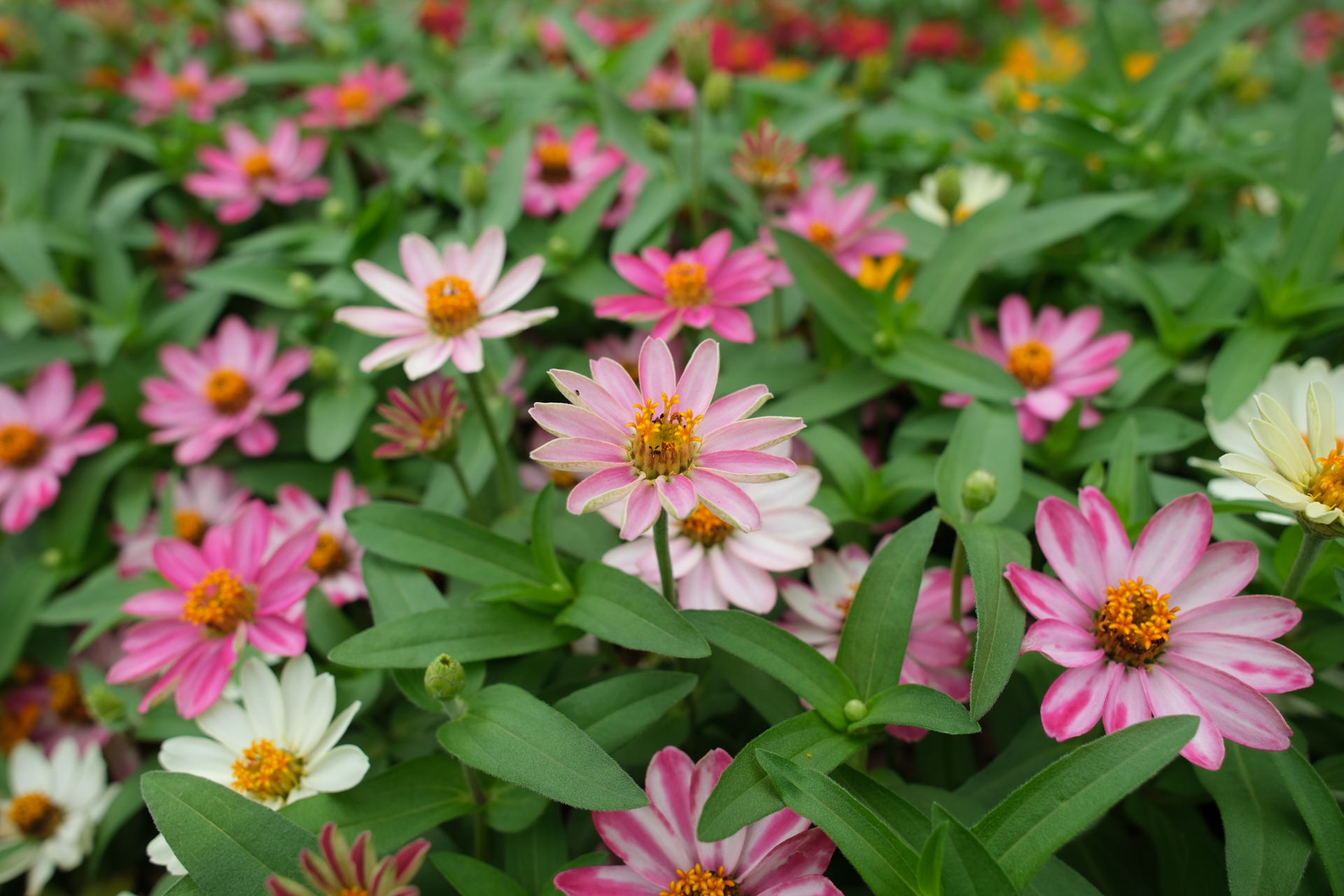 富士フイルム X-H2S／Sigma 17-40mm F1.8 DC｜Art／17mm（25.5mm相当）／絞り優先AE（1/55秒、F4.0、＋0.3EV）／ISO 160