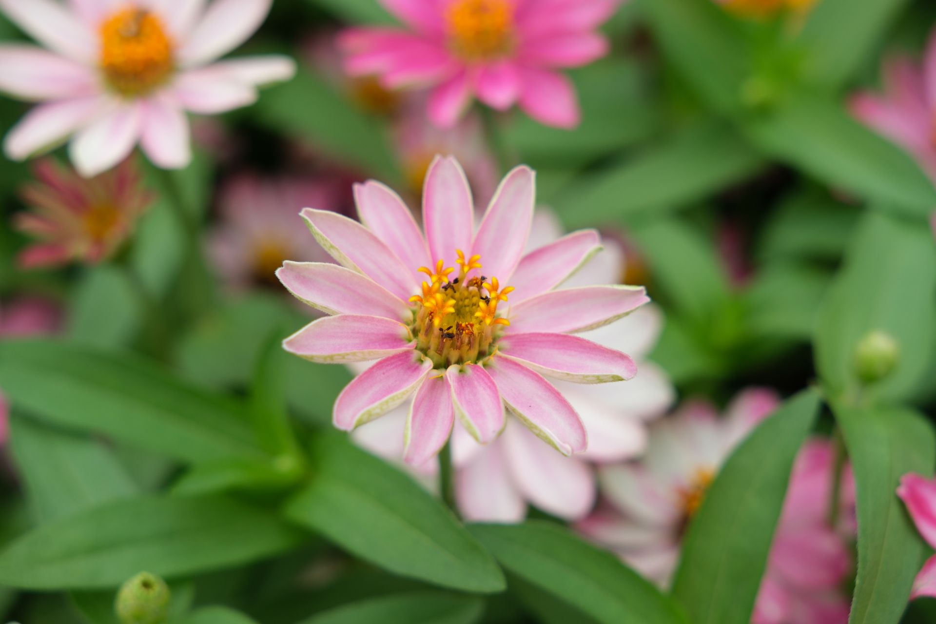 富士フイルム X-H2S／Sigma 17-40mm F1.8 DC｜Art／40mm（60mm相当）／絞り優先AE（1/60秒、F4.0、＋0.7EV）／ISO 200