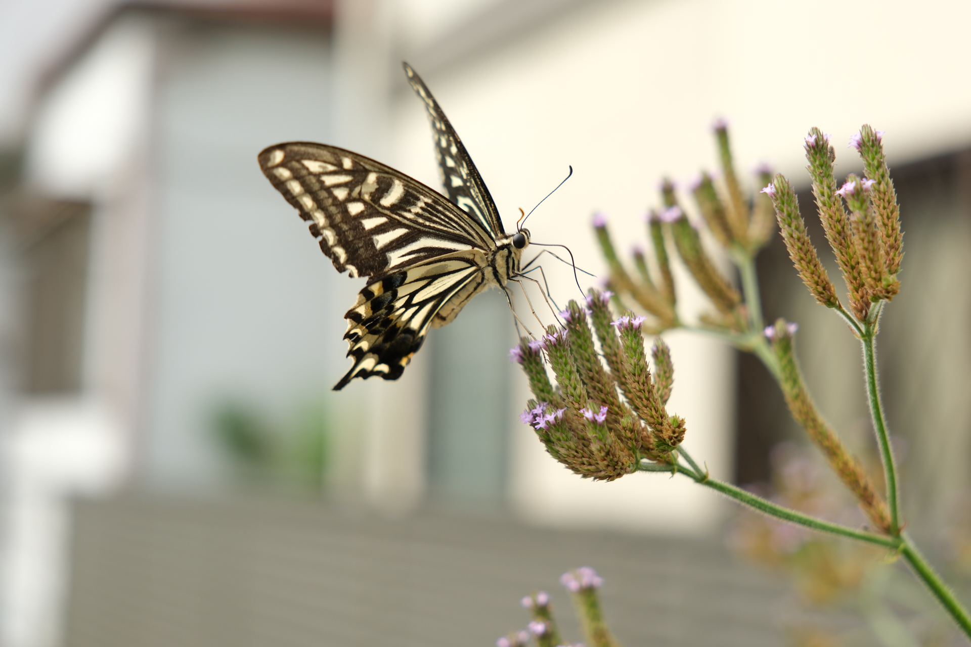 富士フイルム X-H2S／Sigma 17-40mm F1.8 DC｜Art／40mm（60mm相当）／絞り優先AE（1/600秒、F2.8、＋1EV）／ISO 160