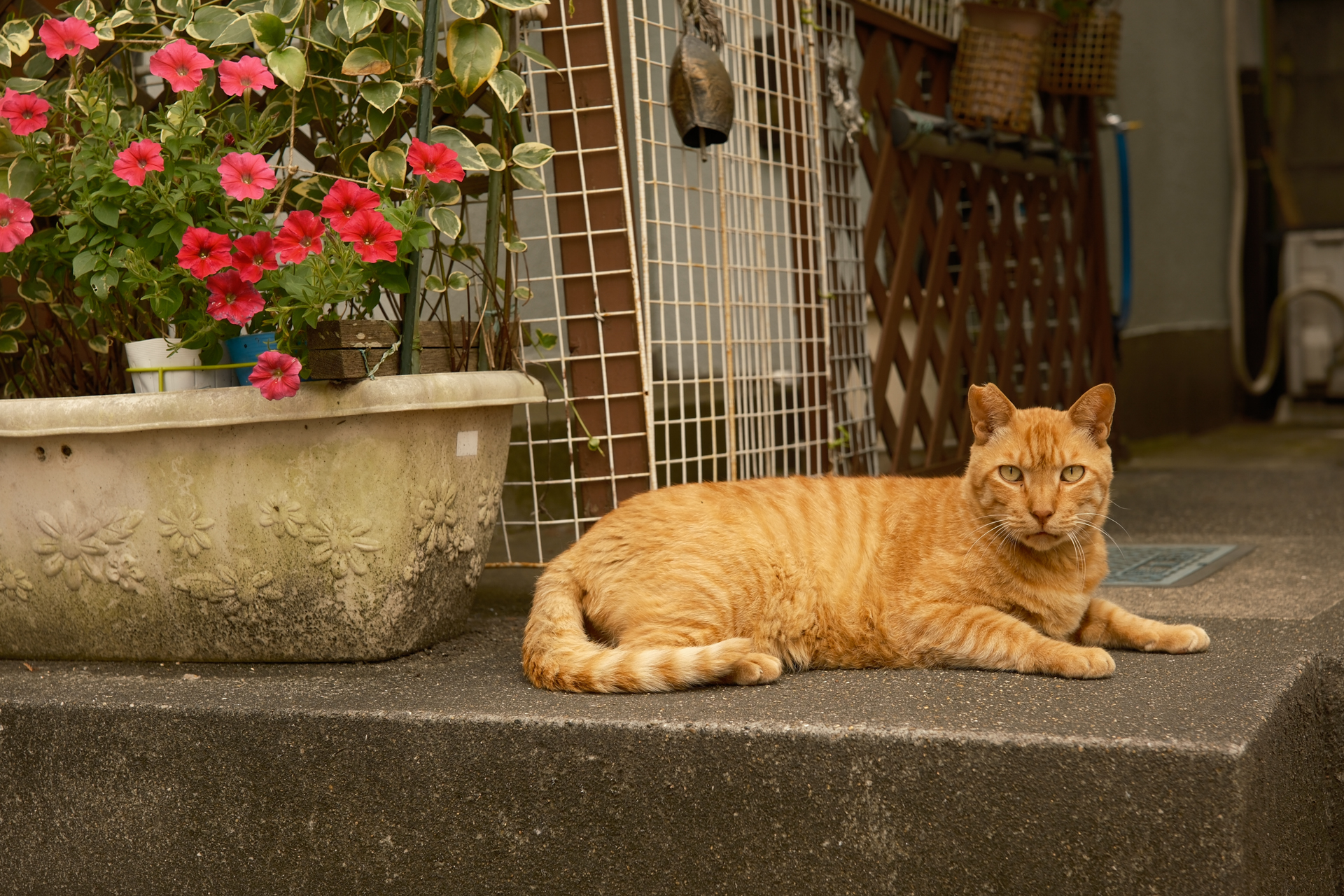 富士フイルム X-H2S／Sigma 17-40mm F1.8 DC｜Art／40mm（60mm相当）／絞り優先AE（1/140秒、F4.0、−0.3EV）／ISO 160