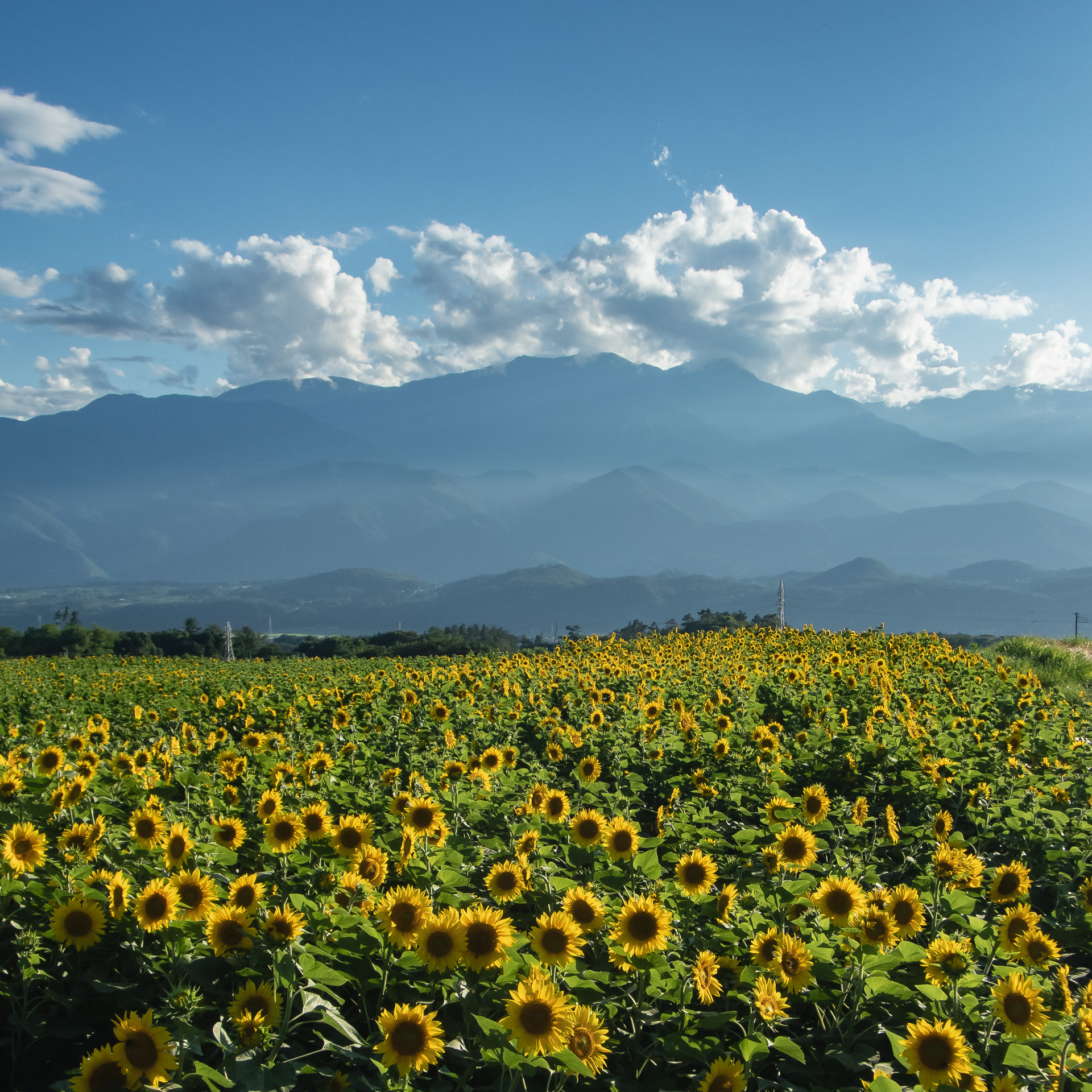 ここは山梨県北杜市明野町。ひまわり畑が見事でしょ？ 茅ヶ岳広域農道に沿ってひまわり畑が広がっています。8月17日（日）までは<a href="https://www.city.hokuto.yamanashi.jp/docs/sunflowerfes.html">北杜市明野サンフラワーフェス2025</a>が開催されていて、ひまわり畑の中を散策できたりします。そもそもこの広域農道は眺望が素晴らしく、富士山、南アルプス、八ヶ岳を遠望することができるんですよ。この夏のドライブコースにどうですか？ 視界の広い農道の先に立ち上がる積乱雲。そんな夏らしい景色に出会えることでしょう
