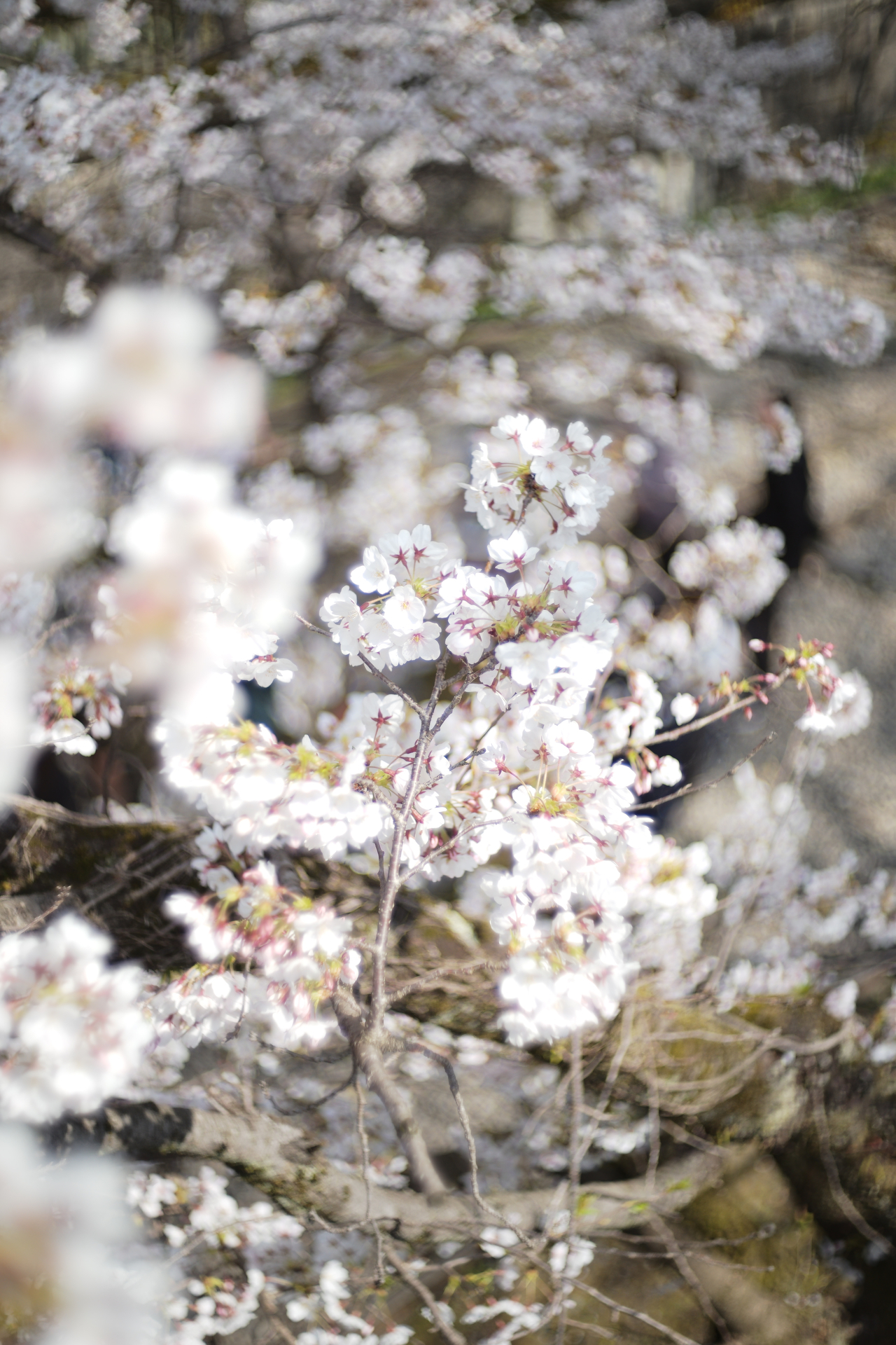 サンプル画像（提供：株式会社焦点工房）