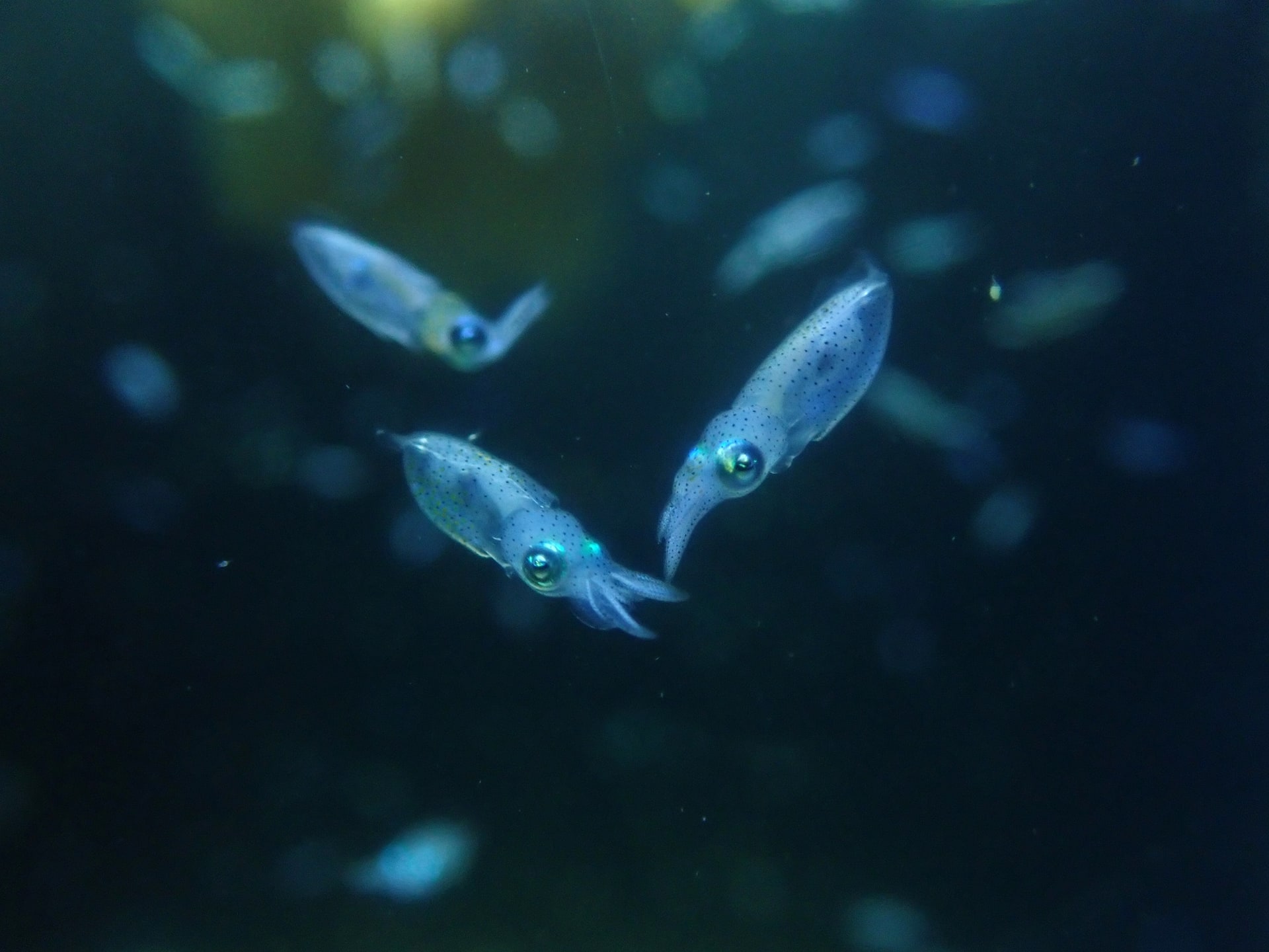 アオリイカの稚イカ