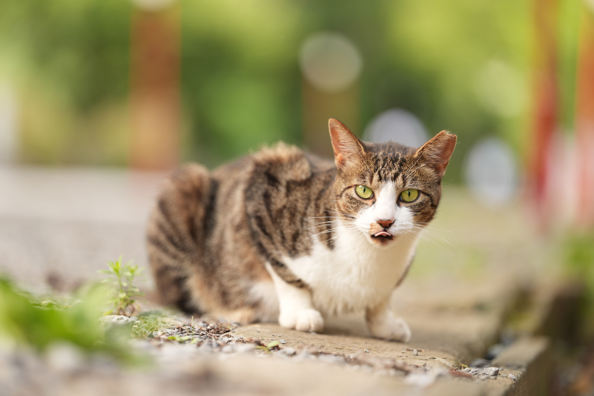 ソニー α7R V／FE 50-150mm F2 GM／127mm／絞り優先AE（1/160秒、F2.0、＋0.7EV）／ISO 200