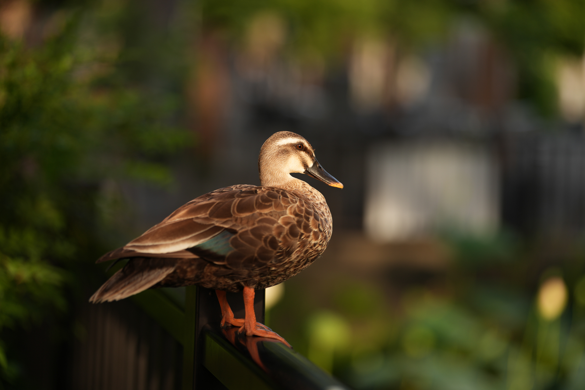 ソニー α7R V／FE 50-150mm F2 GM／96mm／絞り優先AE（1/800秒、F2.0、−1EV）／ISO 100