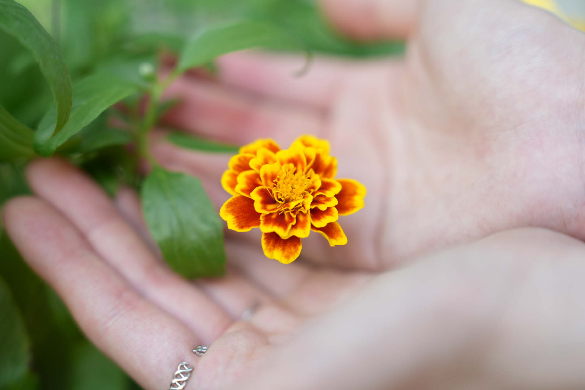 ソニー α7R V／FE 28-70mm F2 GM／70mm／絞り優先AE（1/200秒、F2.0、＋1EV）／ISO 100