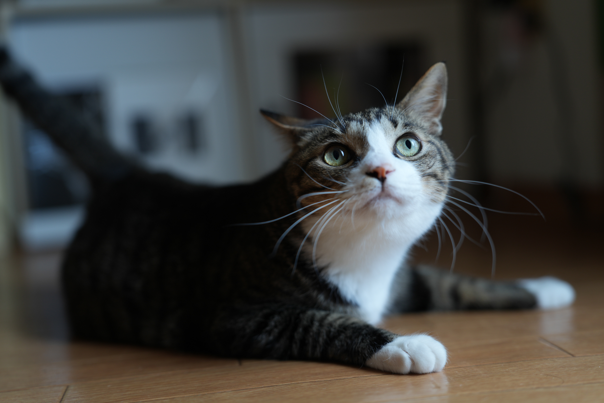 ソニー α7R V／FE 28-70mm F2 GM／52mm／絞り優先AE（1/60秒、F2.0、−1EV）／ISO 100