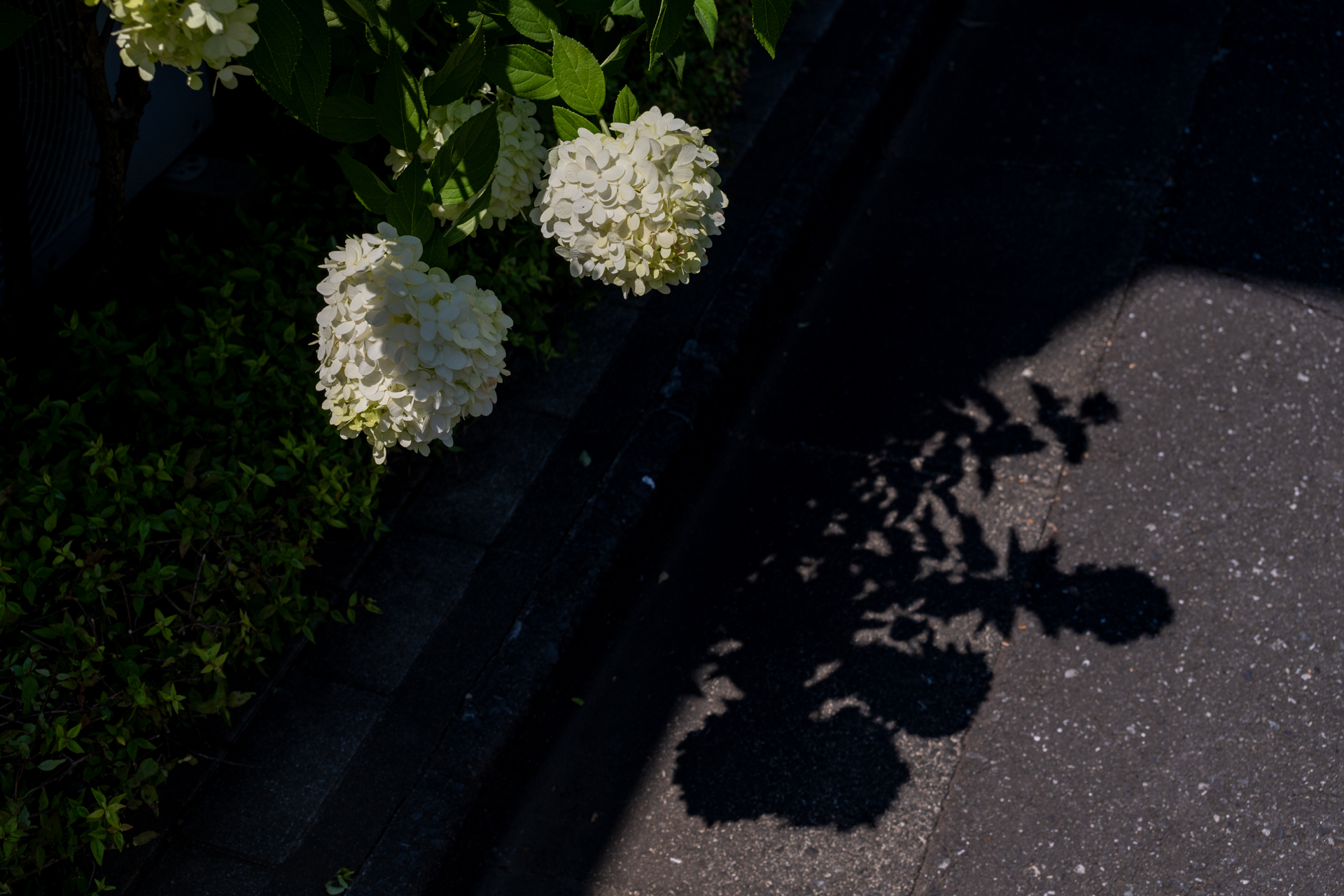 明暗差、コントラストが強い条件。ハイライトの調子がいいのは謎なくらいです。<br><span class="fnt-85">ニコン Z5II／MINOLTA AF ZOOM 35-70mm F4／60mm／絞り優先AE（1/1,000秒、F8.0、−0.7EV）／ISO 200</span>