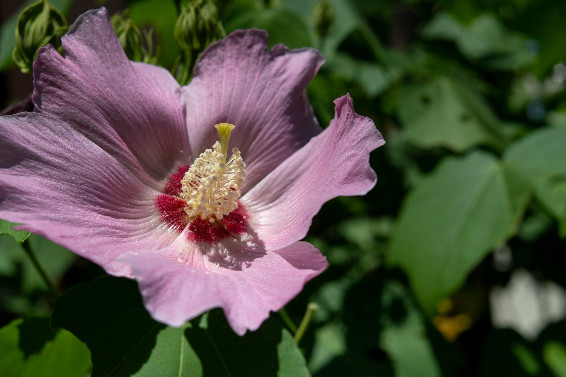 おまけみたいなマクロ域（手動設定）で緻密な描写は望めないのではないかと思ったのですが、これもサクッと写りますね。少し線が太いくらいですかねえ。<br><span class="fnt-85">ニコン Z5II／MINOLTA AF ZOOM 35-70mm F4／70mm／絞り優先AE（1/2,000秒、F11、−1.0EV）／ISO 400</span>