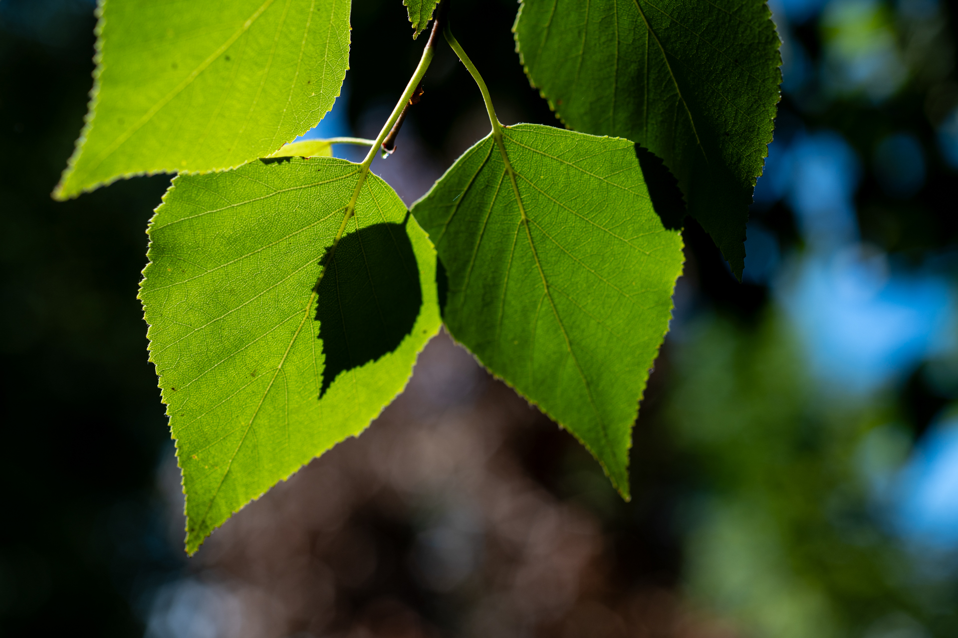 AFも問題なく、正確に合焦します。鏡筒はカッコ悪いですが、素晴らしくよく写ります。<br><span class="fnt-85">ニコン Z5II／MINOLTA AF MACRO 50mm F2.8／50mm／絞り優先AE（1/800秒、F4.0、−0.7EV）／ISO 100</span>