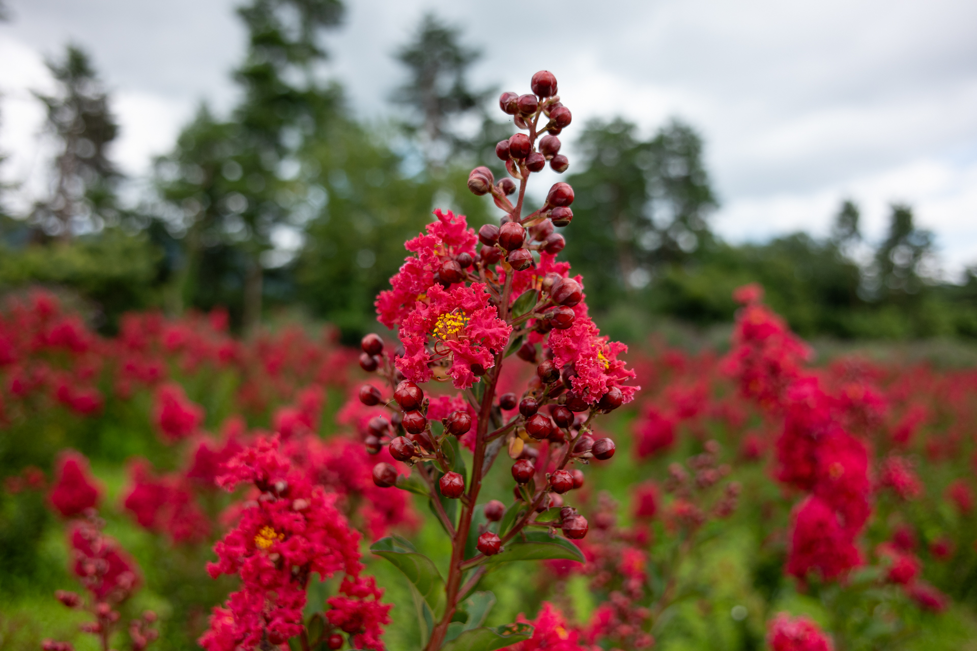 ボケ味云々を語るレンズではないのですが、とても自然で良い感じです。真面目な人が設計したんだろうなという印象です。<br><span class="fnt-85">ニコン Z5II／MINOLTA AF 24mm F2.8／24mm／絞り優先AE（1/1,250秒、F4.0、＋0.3EV）／ISO 400</span>