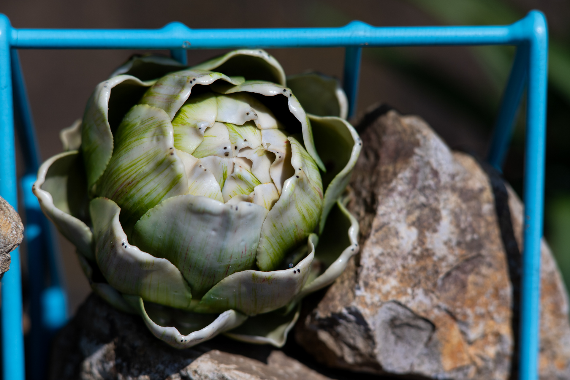 至近距離は性能が落ちるかなあと思いましたが、まったく問題ない描写をしますね。少し湿度の高いような再現がいいですね。<br><span class="fnt-85">ニコン Z5II／SONY 85mm F2.8 SAM／85mm／絞り優先AE（1/1,600秒、F4.5、−0.7EV）／ISO 100</span>