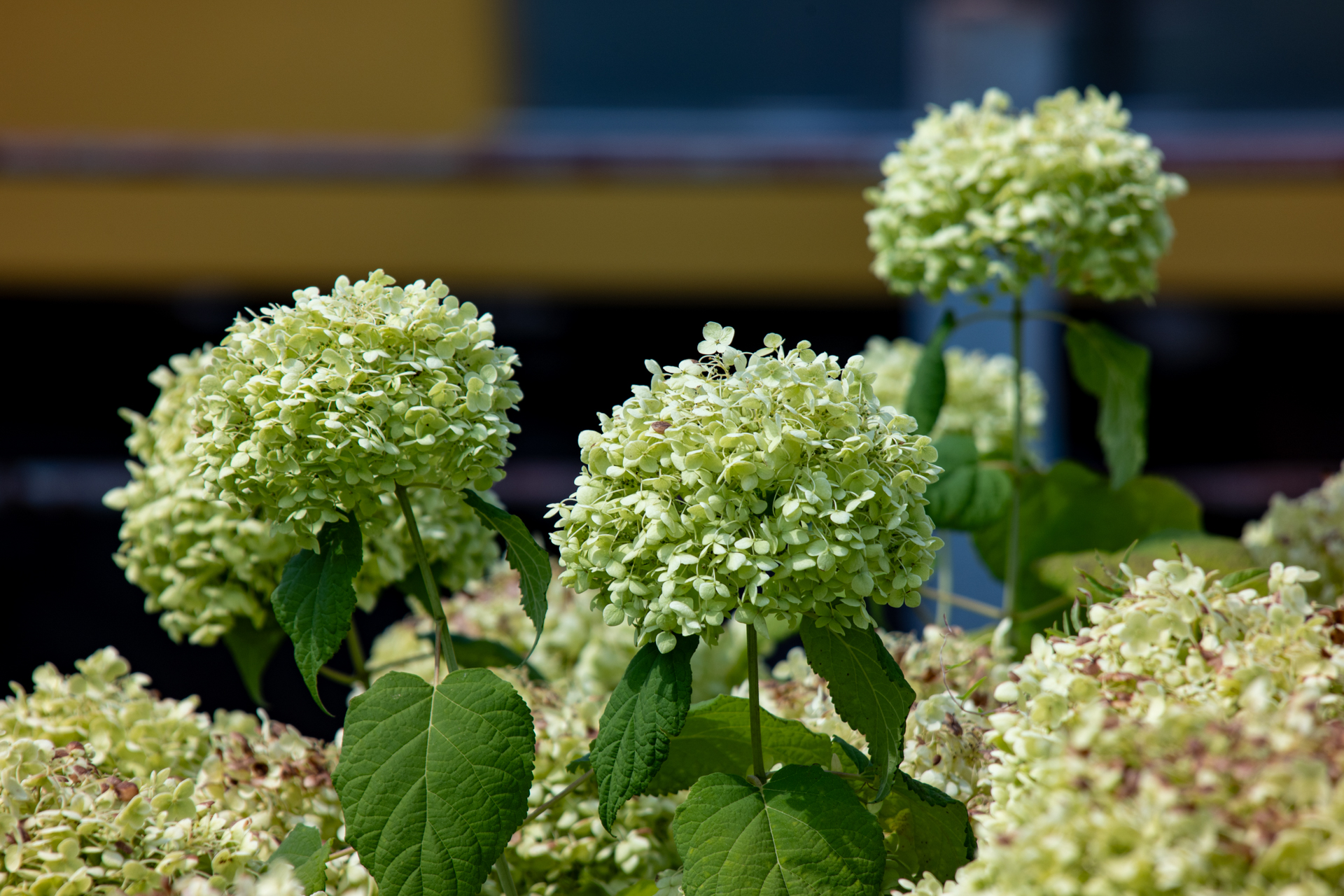 中庸な距離だとテレ端でもなかなか良い描写です。圧縮効果を狙いました。<br><span class="fnt-85">ニコン Z5II／MINOLTA AF APO TELE ZOOM 100-300mm F4.5-5.6／300mm／絞り優先AE（1/400秒、F9.0、−0.7EV）／ISO 100</span>